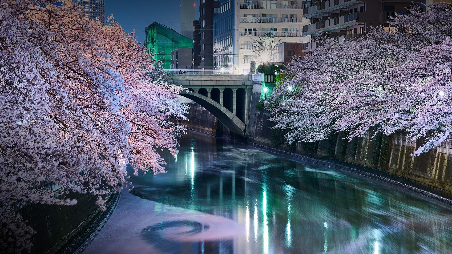 1920x1080 Sakura blossom, cherry trees at Meguro River, Tokyo, Japan. Windows 10 Spotlight Image