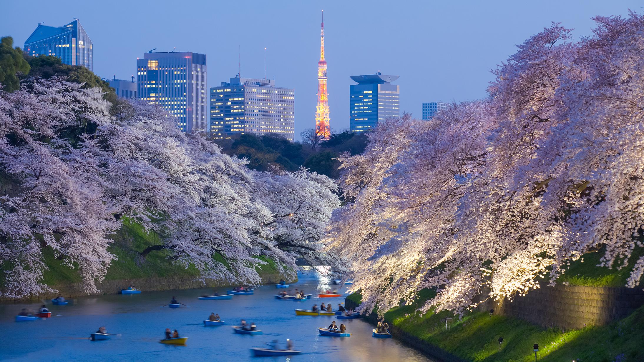 2188x1231 Cherry blossoms in Tokyo 2023: 17 best places to see sakura in Tokyo