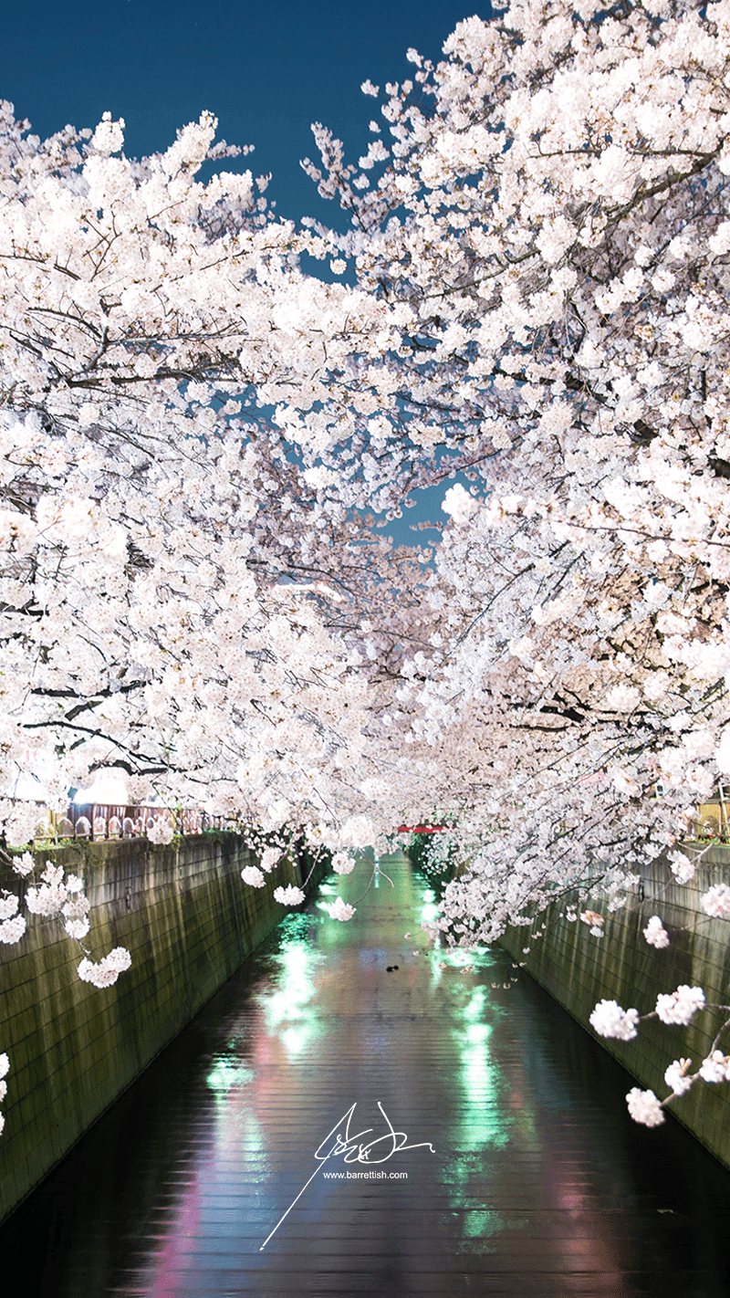 800x1422 Free Japanese Cherry Blossom Smartphone Wallpaper
