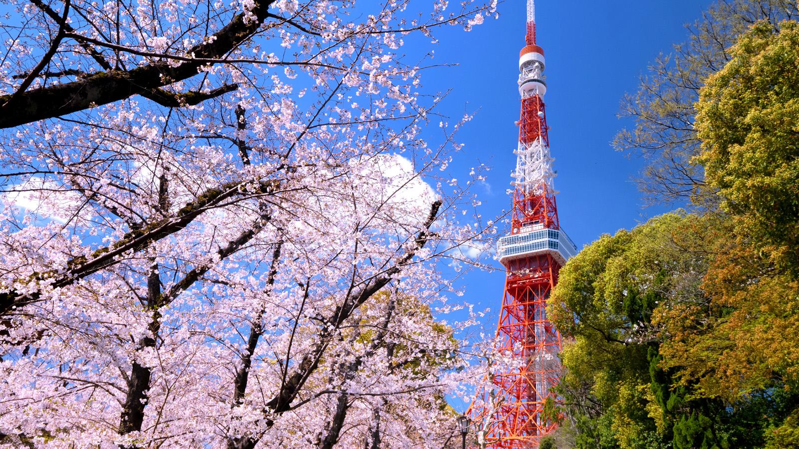 1600x900 Follow the Cherry Blossom Trail: Tokyo's 10 Best Sakura Viewing Spots