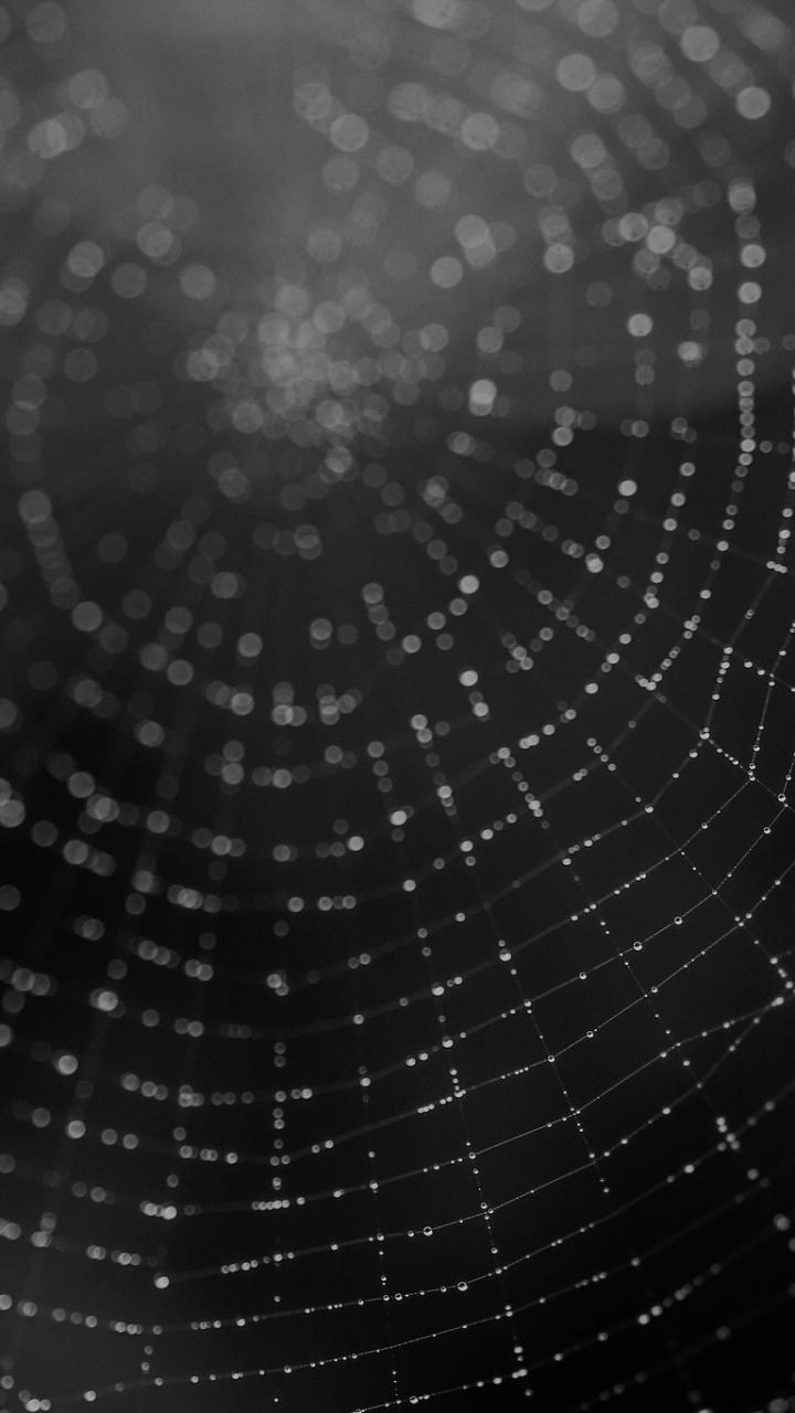 720x1280 Wallpaper / Photography Spider Web Phone Wallpaper, Black and White, Macro, 720x1280 free download
