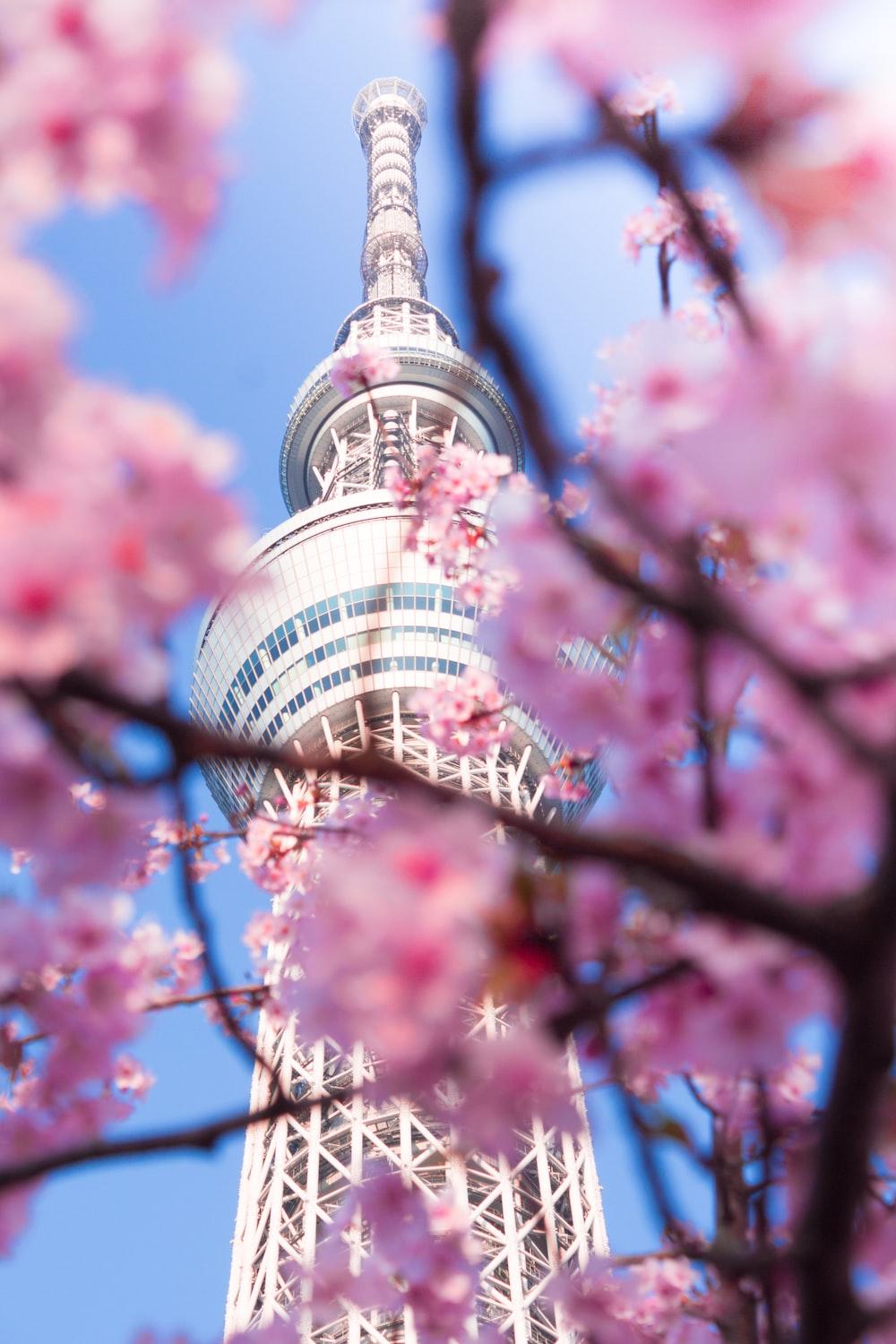 1000x1500 pink cherry blossom tree near white and blue tower during daytime photo