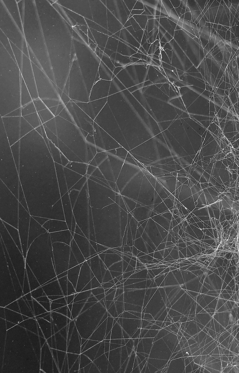1000x1560 Spider Web Picture. Download Free Image