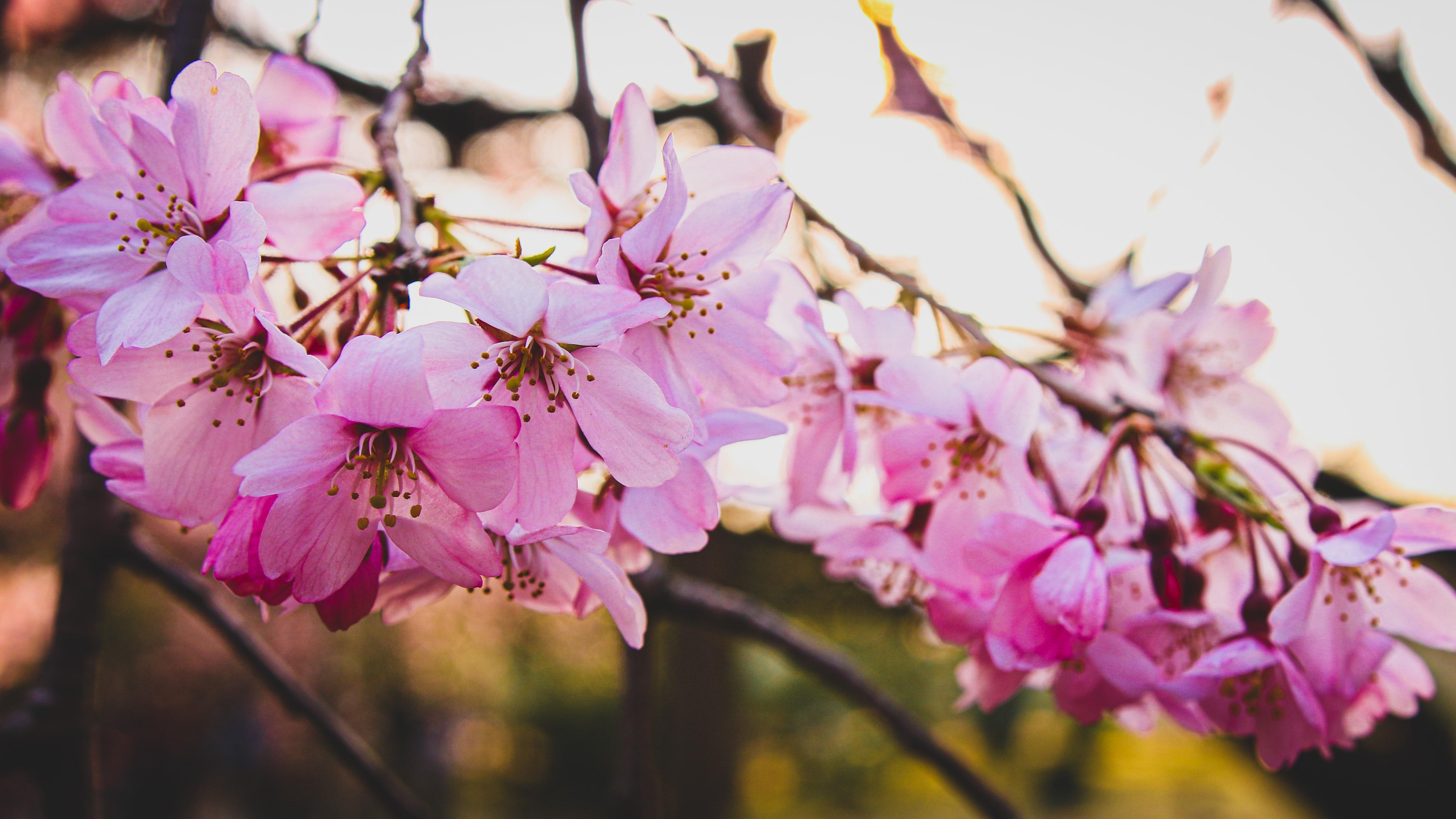 4426x2490 4K, Japan, Tokyo, cherry blossom, nature Gallery HD Wallpaper