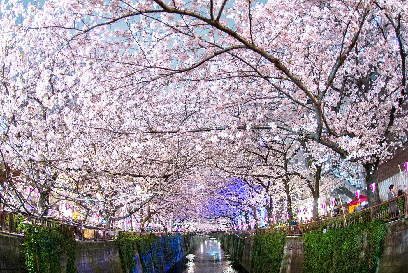 1400x938 Japan's Cherry Blossom Wallpaper.