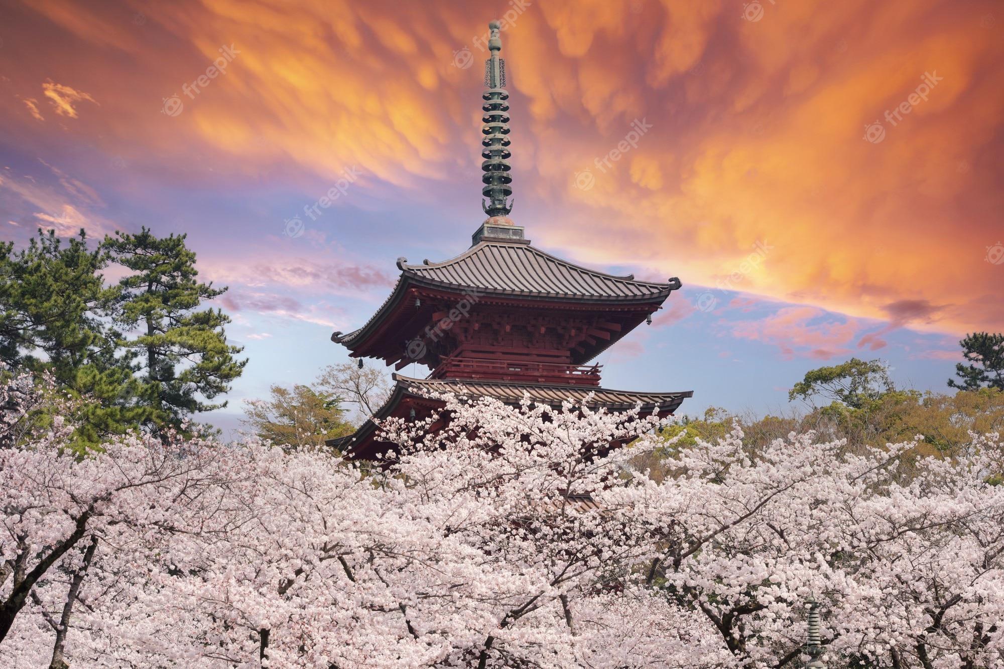 2000x1334 Premium Photo. Pretty and lovely pink cherry blossoms wallpaper background, tokyo japan, soft focus