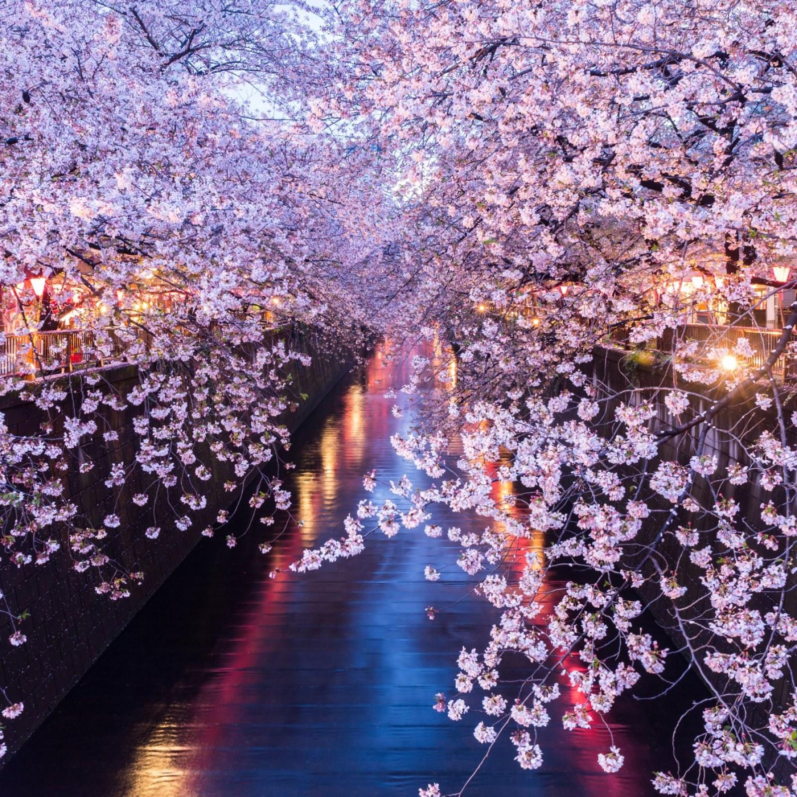 1600x1600 Where to Chase Cherry Blossoms This Spring