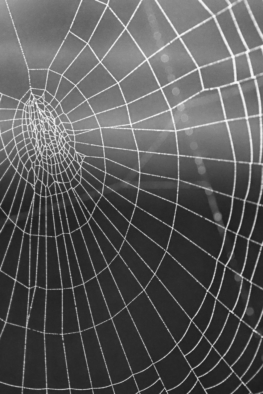 Spider Web Phone Wallpapers - Top Free Spider Web Phone Backgrounds ...