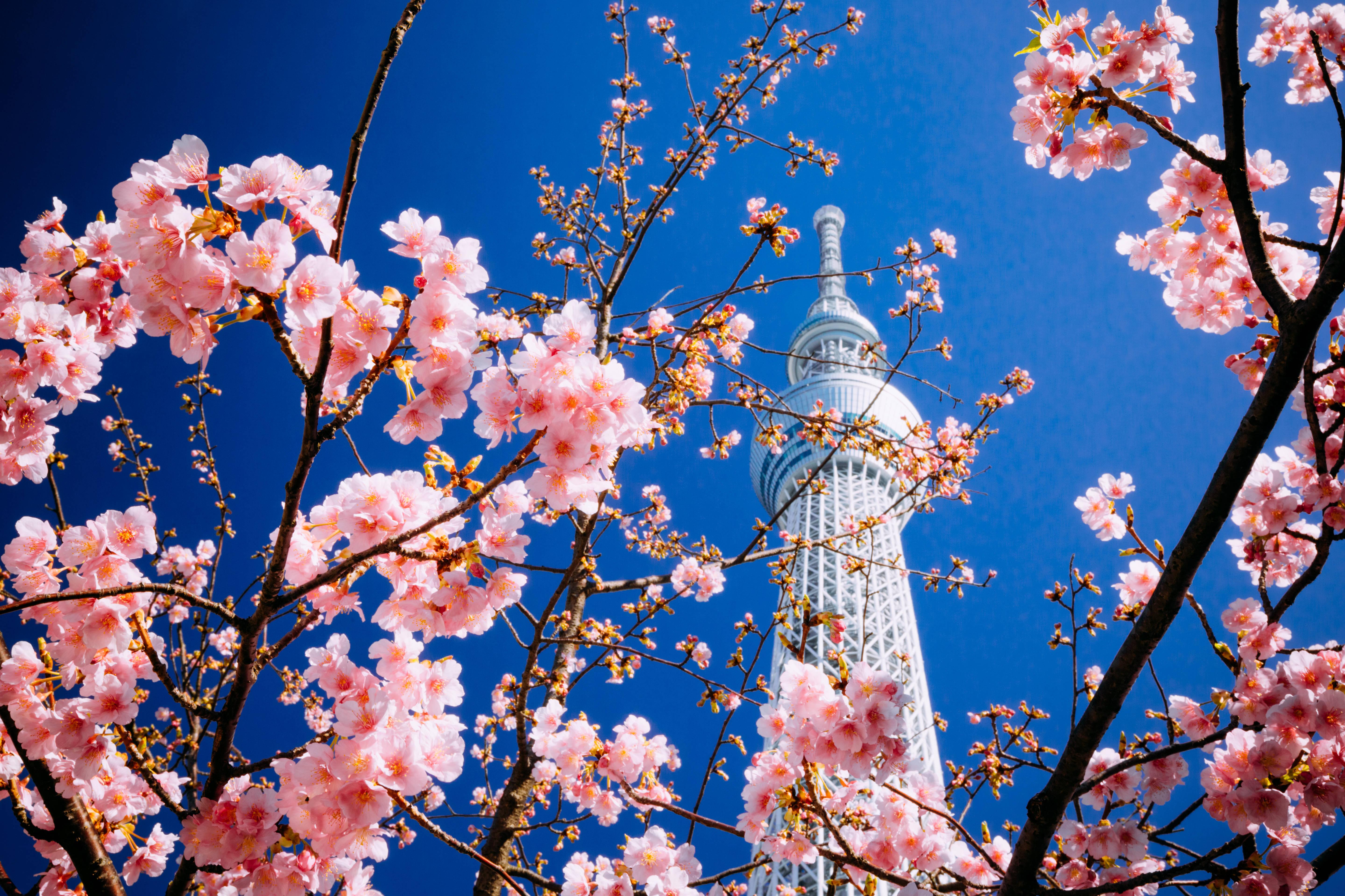5760x3840 Download Sakura Wallpaper