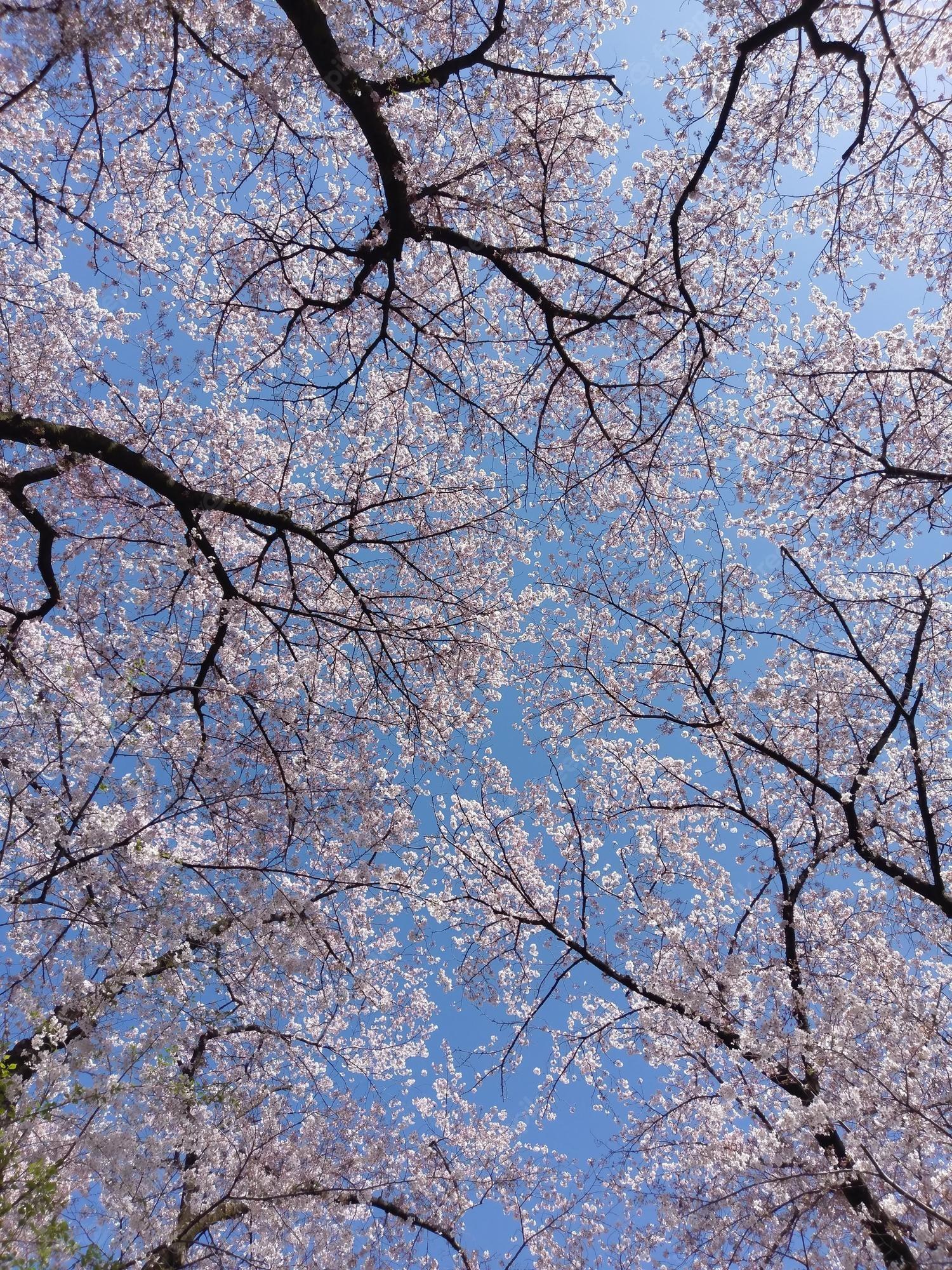 1500x2000 Premium Photo. Beautiful and cute pink cherry blossoms wallpaper background soft focus tokyo japan