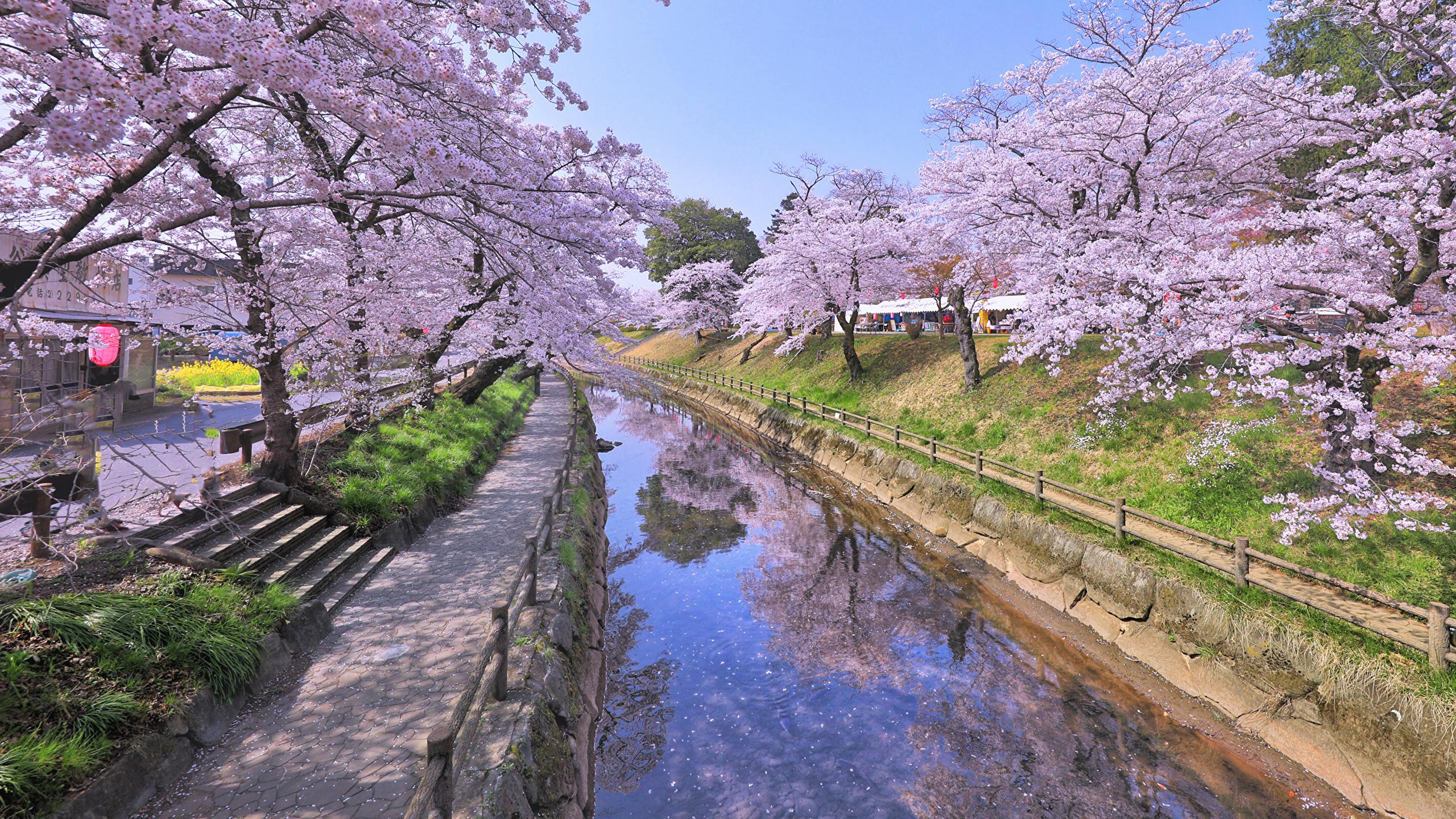 2560x1440 Wallpaper White Cherry Blossom Trees Beside River, Background Free Image