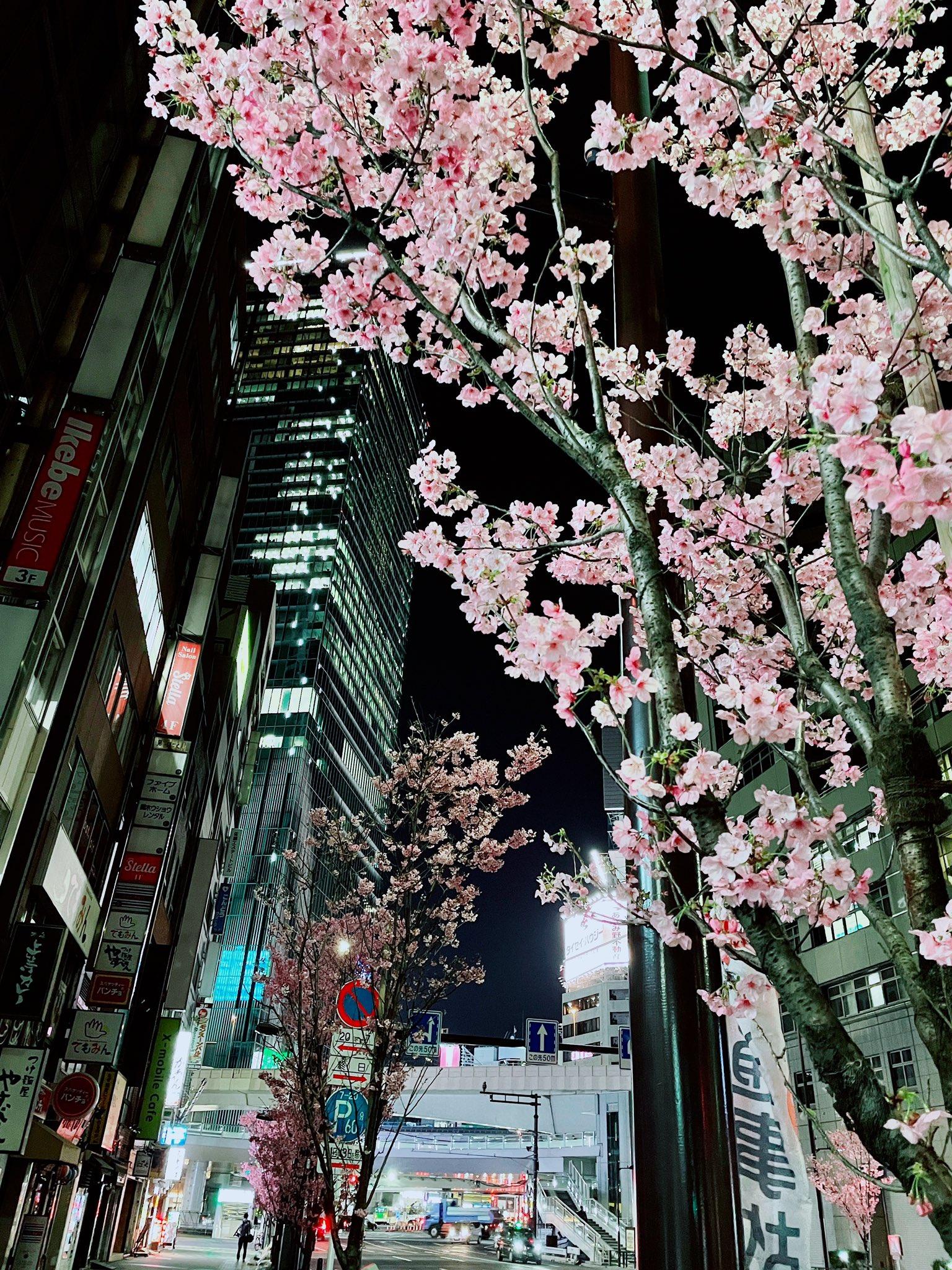 1536x2048 Sharla✨ cherry blossom viewing