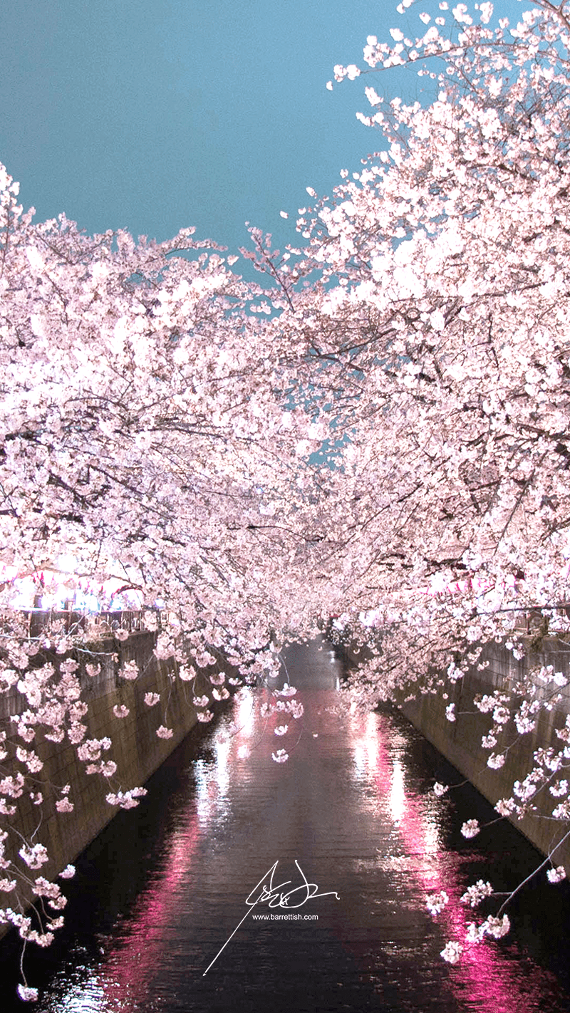 800x1422 Free Japanese Cherry Blossom Smartphone Wallpaper