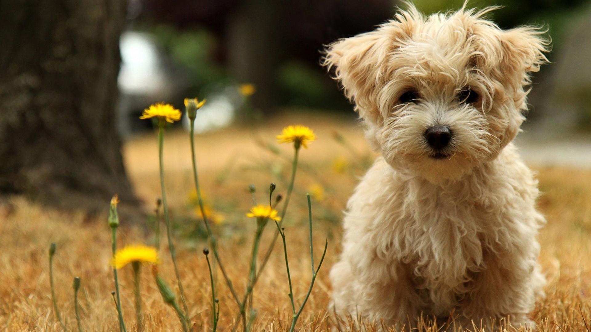 1920x1080 Cute Animal Background