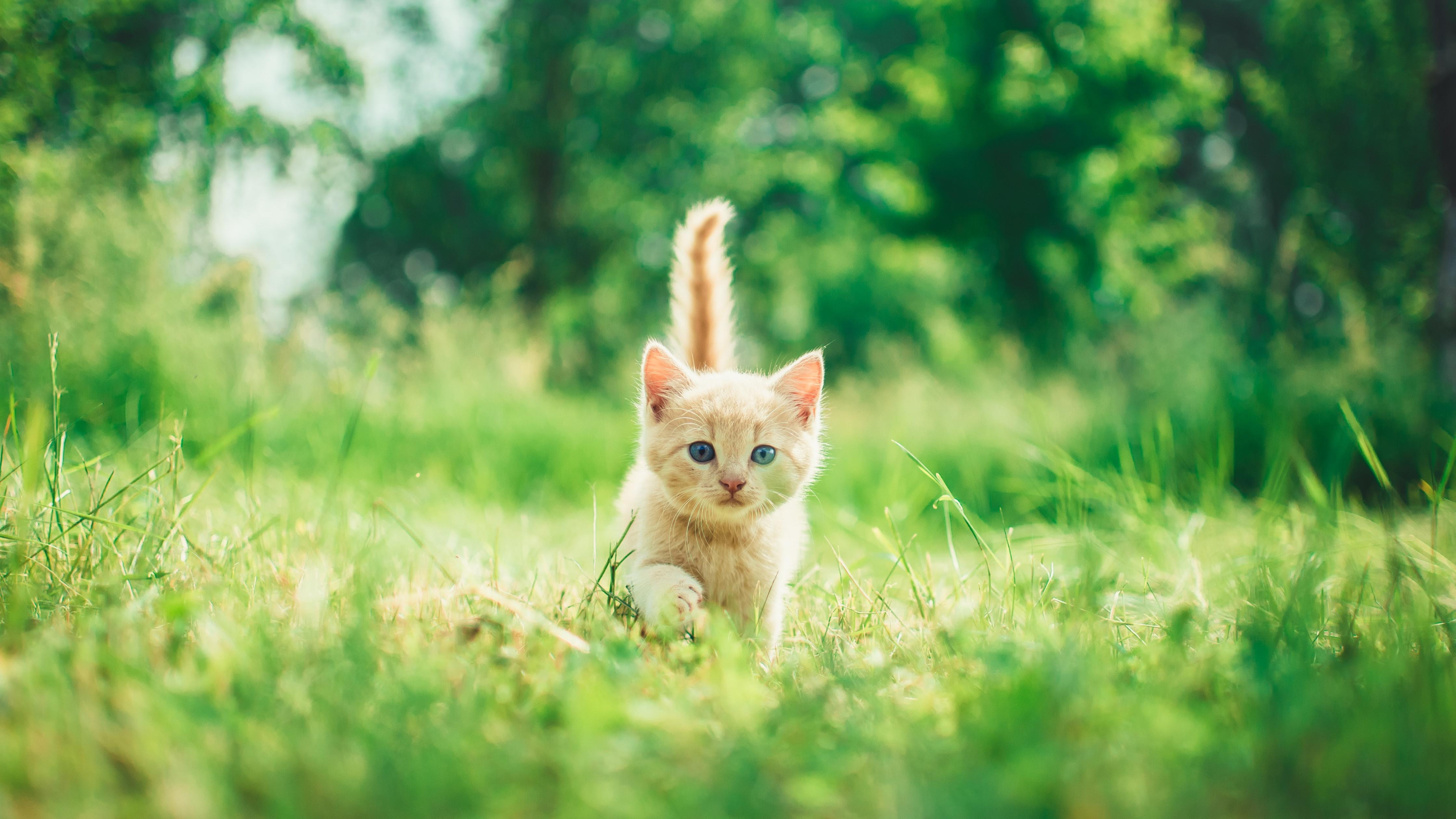 4480x2520 Kitten Wallpaper 4K, Cute, Green Grass, Animals