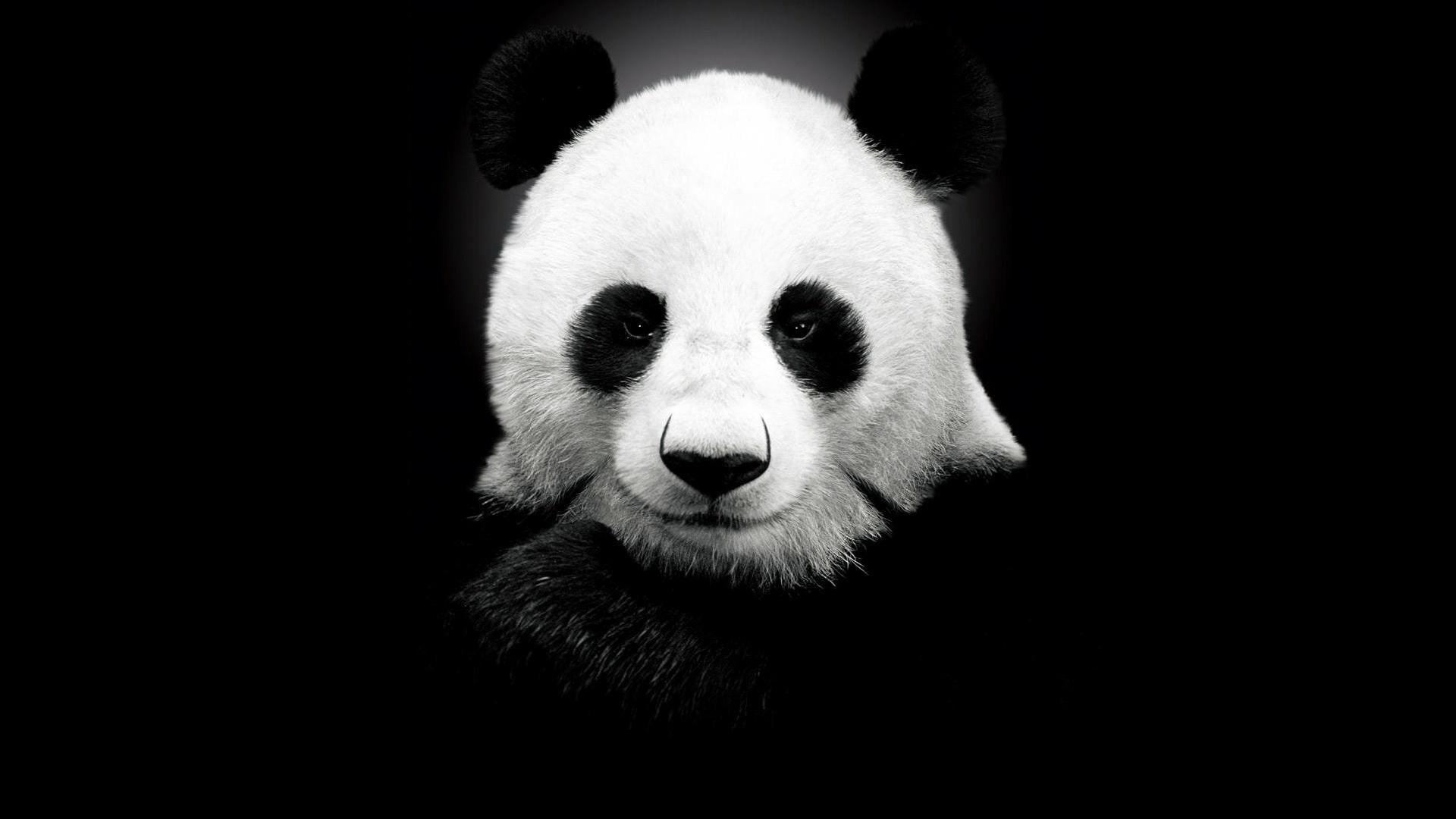 1920x1080 Wallpaper / 1080P, looking at camera, giant panda, animals, black background, animals in the wild, cute, animal head, endangered species, bear, wallpaper, copy space free download