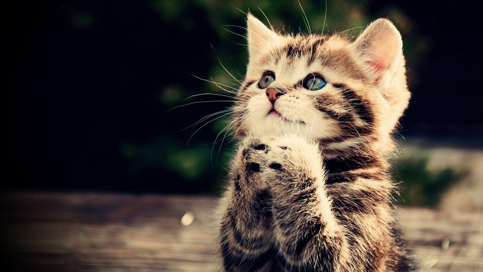 1600x900 The Cutest Animal Wallpaper