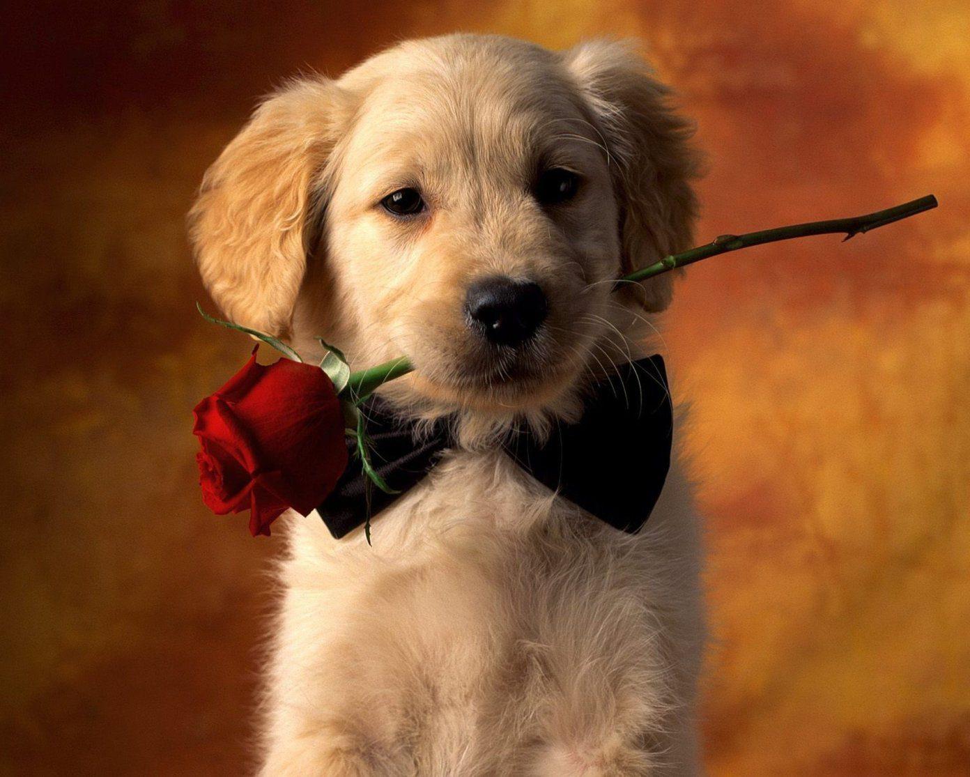 1392x1115 HD Wallpaper of Cute Animals to Lighten Your Day
