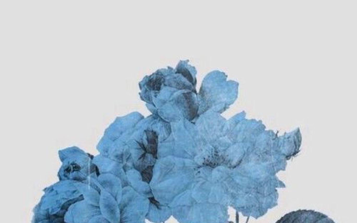 Blue Aesthetic Flower Wallpapers - Top Free Blue Aesthetic Flower