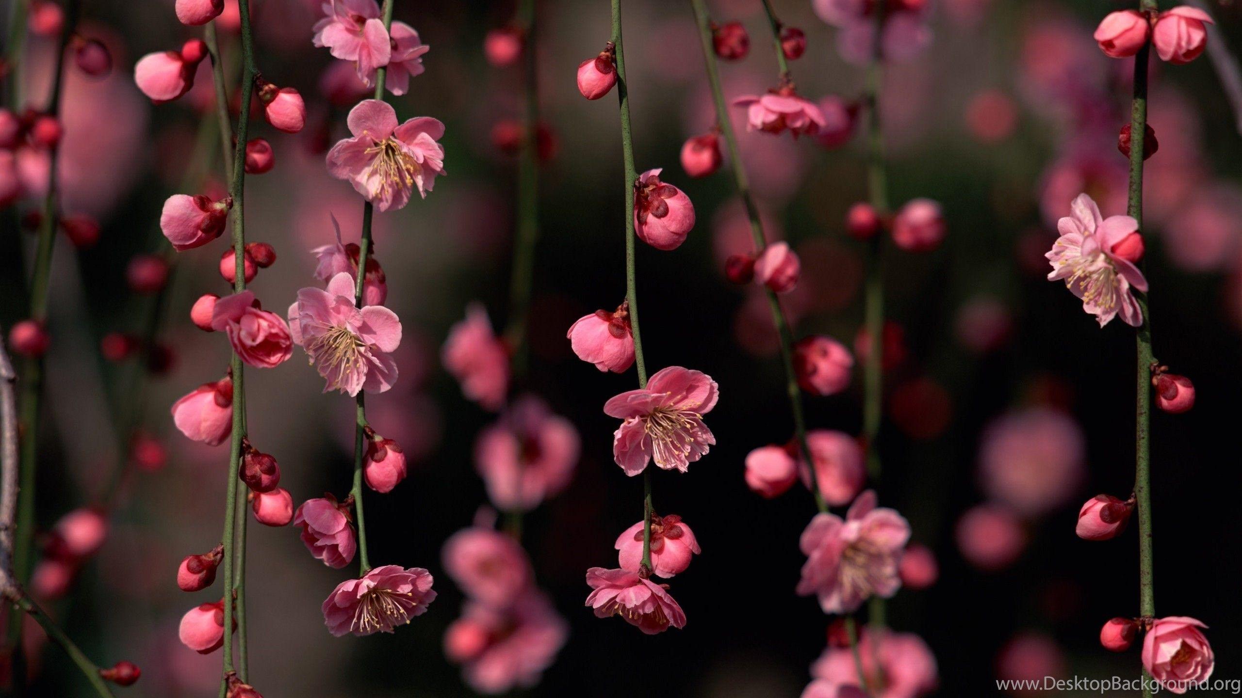 2560x1440 Pink Flower Wallpaper Background