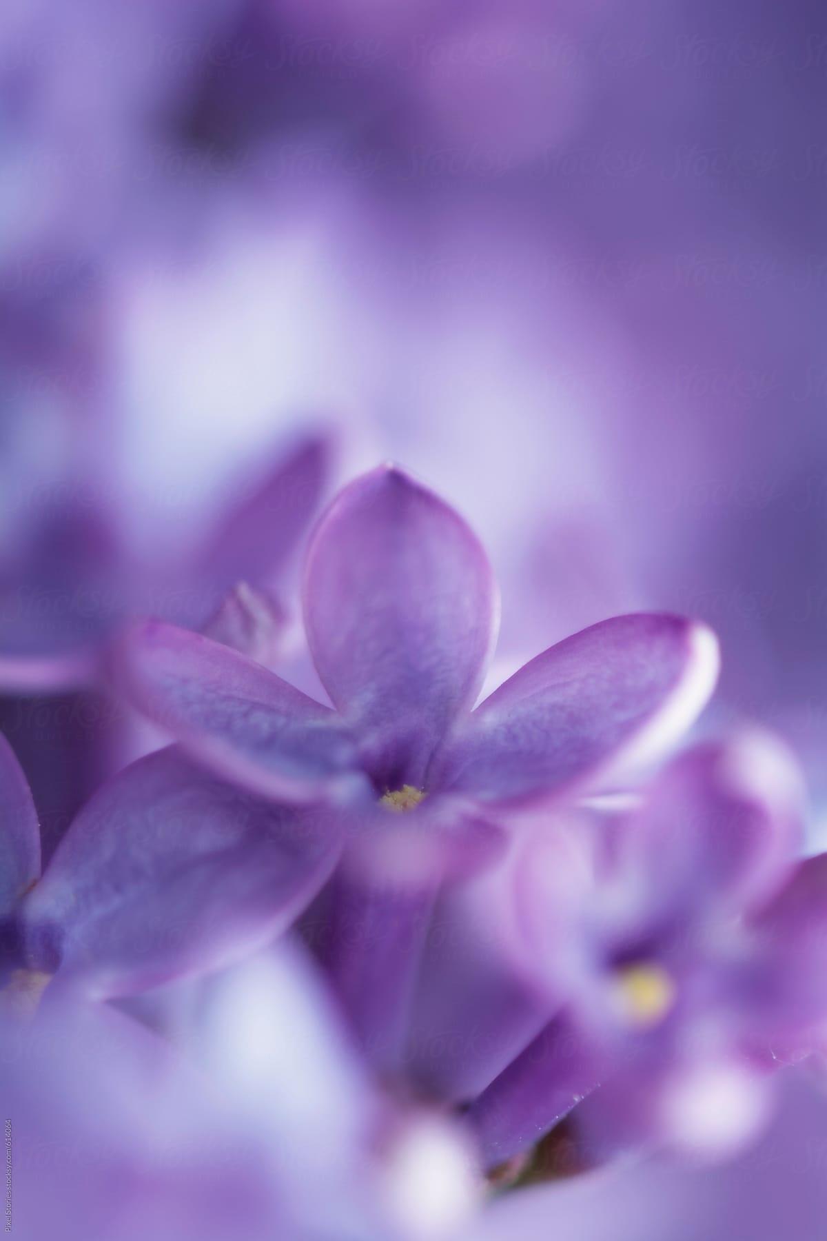 1200x1800 Light purple flowers Wallpaper Download