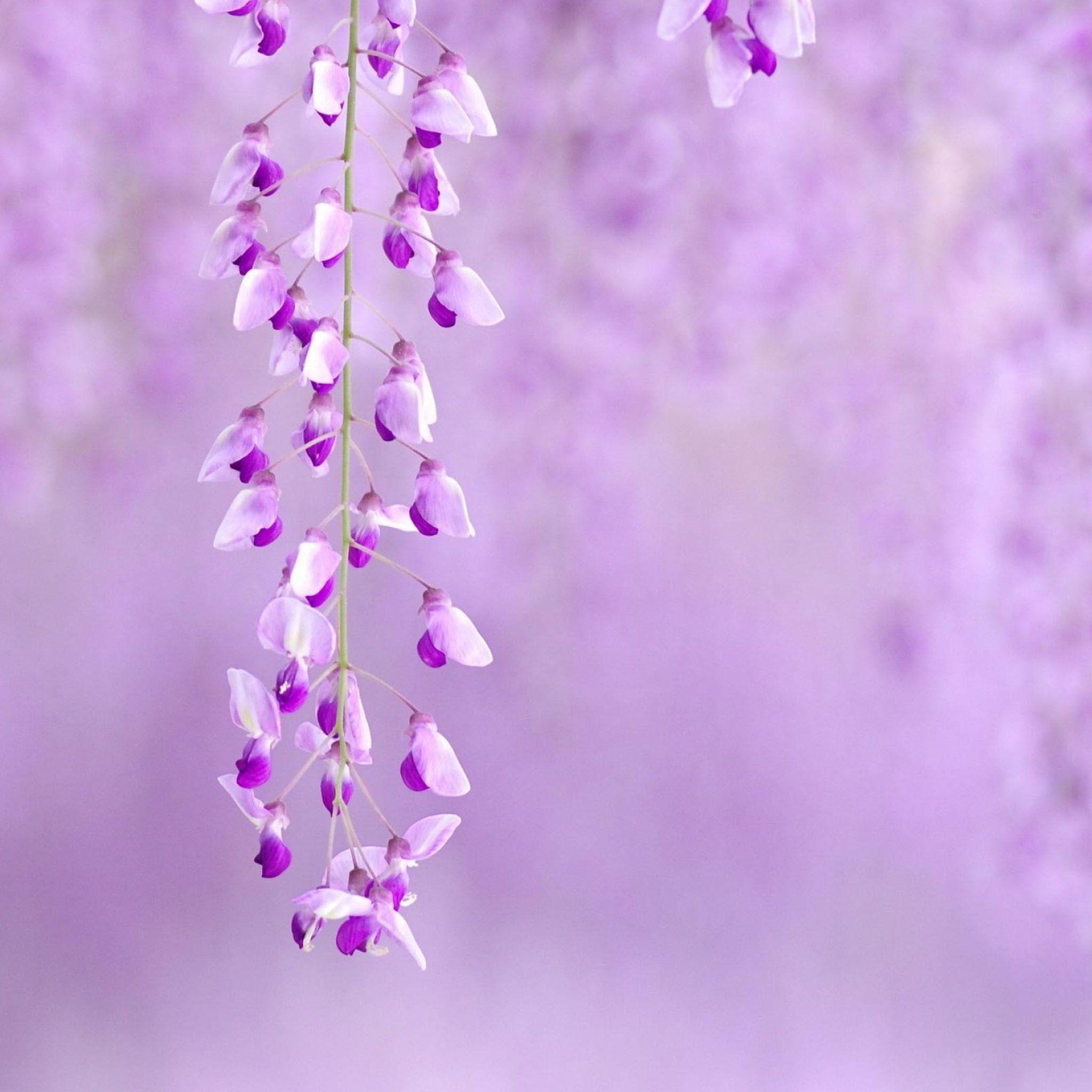 2048x2048 Spring Light Purple Wallpaper