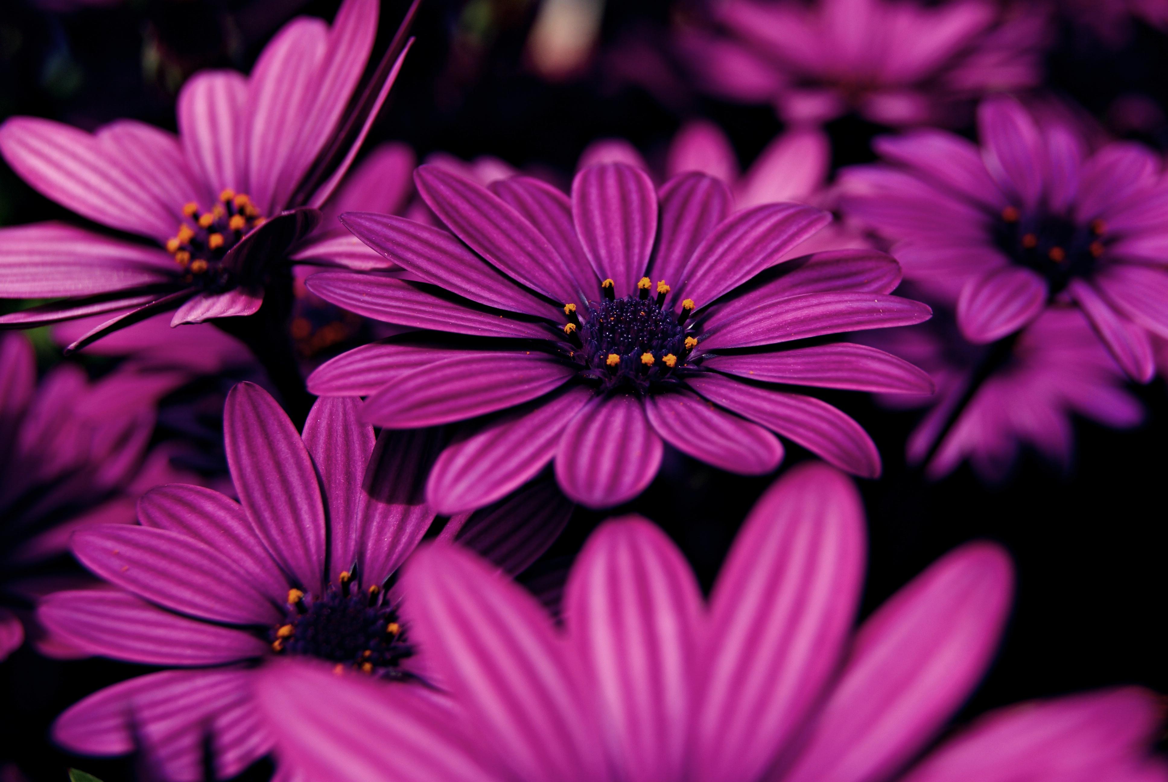 3872x2592 Purple, Lilac flowers, 4K Gallery HD Wallpaper