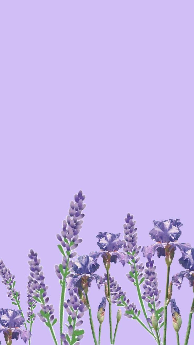 736x1308 Wallpaper. Flowery wallpaper, Aesthetic pastel wallpaper, Purple wallpaper phone