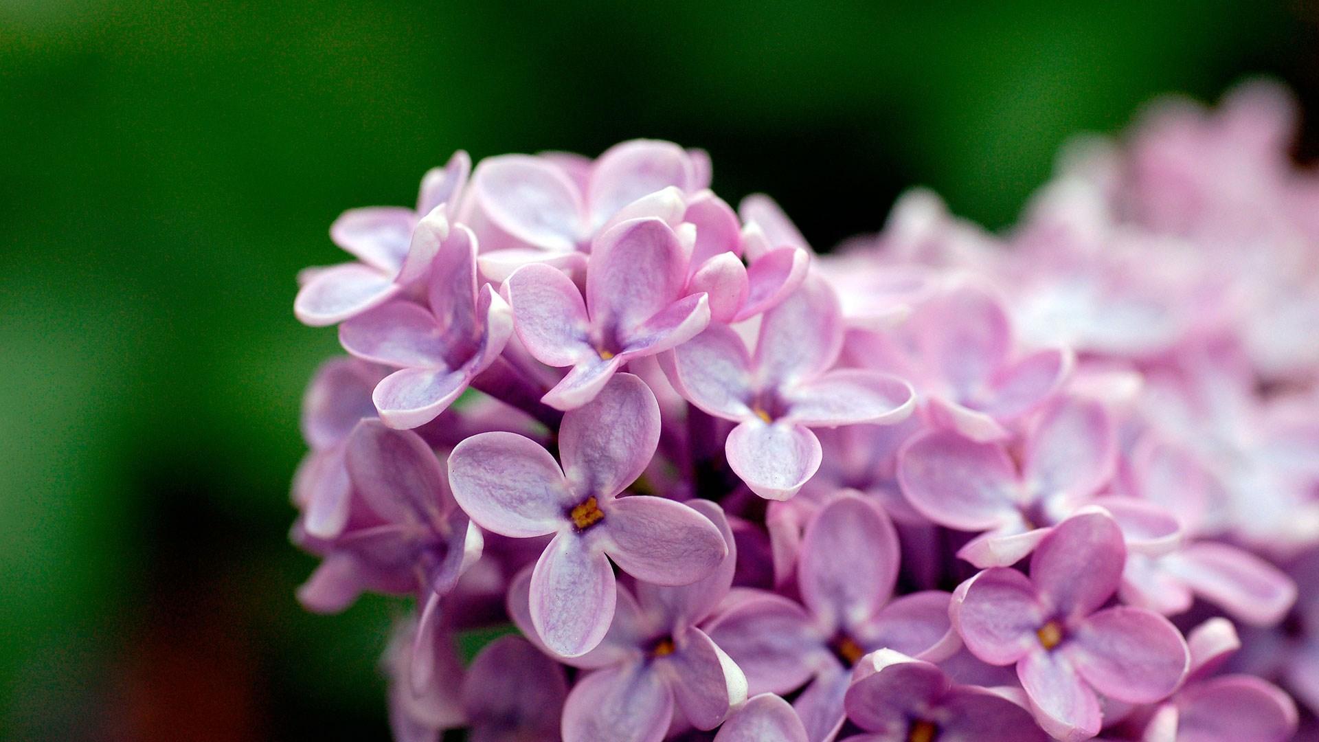 1920x1080 Light Purple Flowers 1080p - [1920 x 1080]