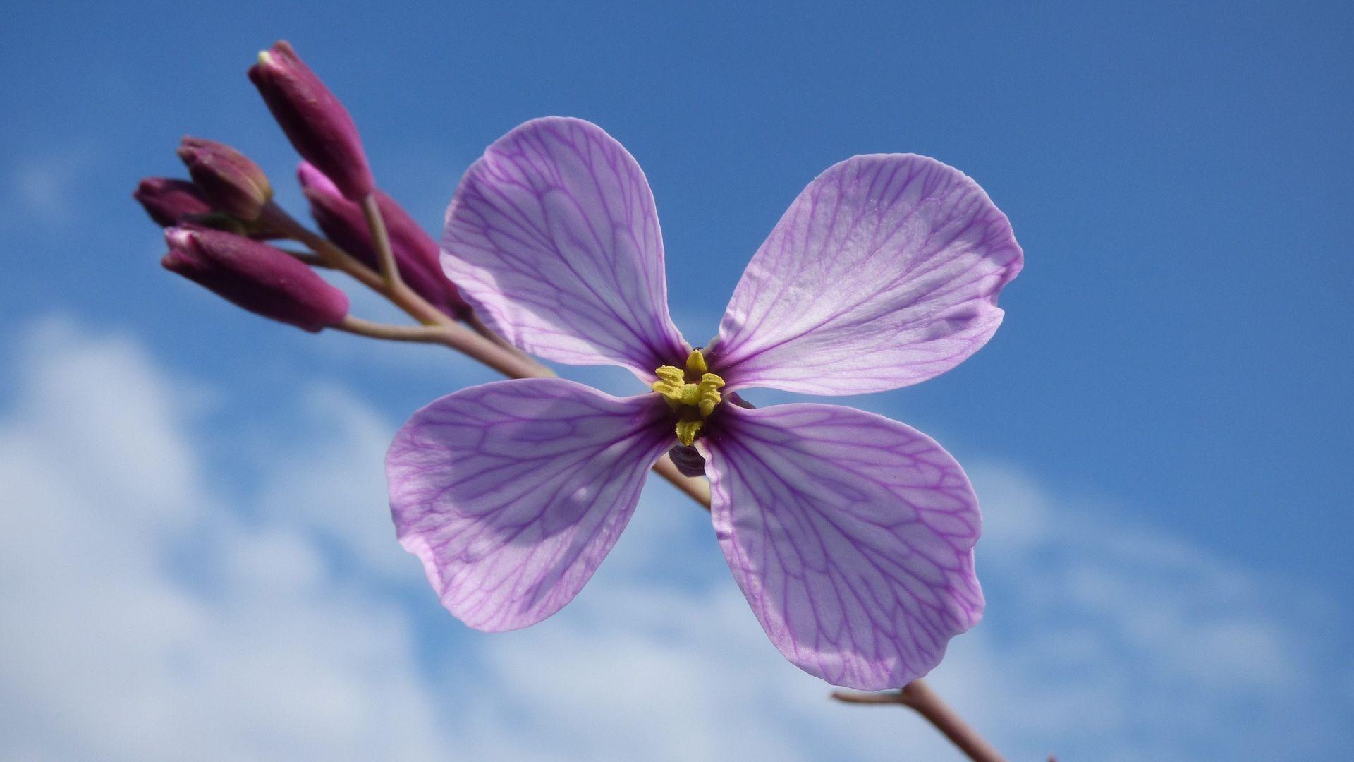 1920x1080 Desktop Wallpaper Light Purple Flower, Pink, HD Image, Picture, Background, X0k0t9