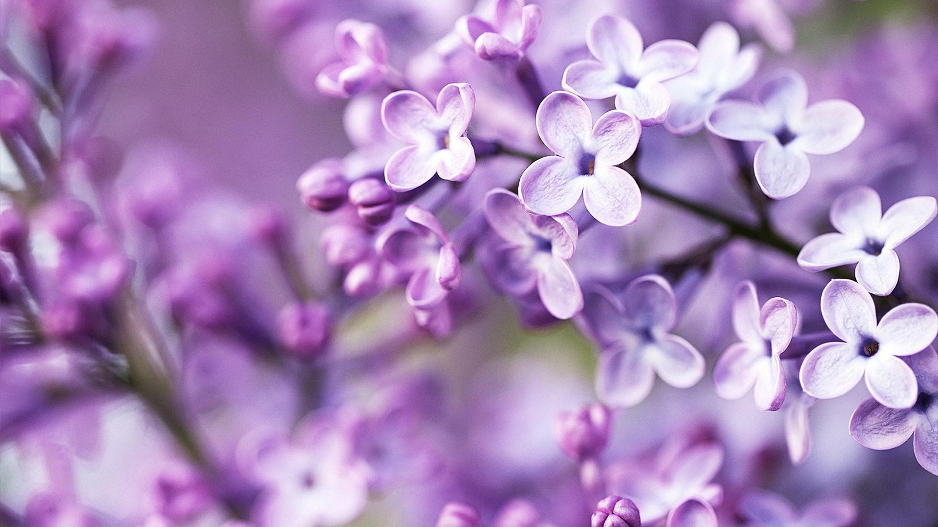 1920x1080 HD Lilac Purple Flower Gallery HD Wallpaper
