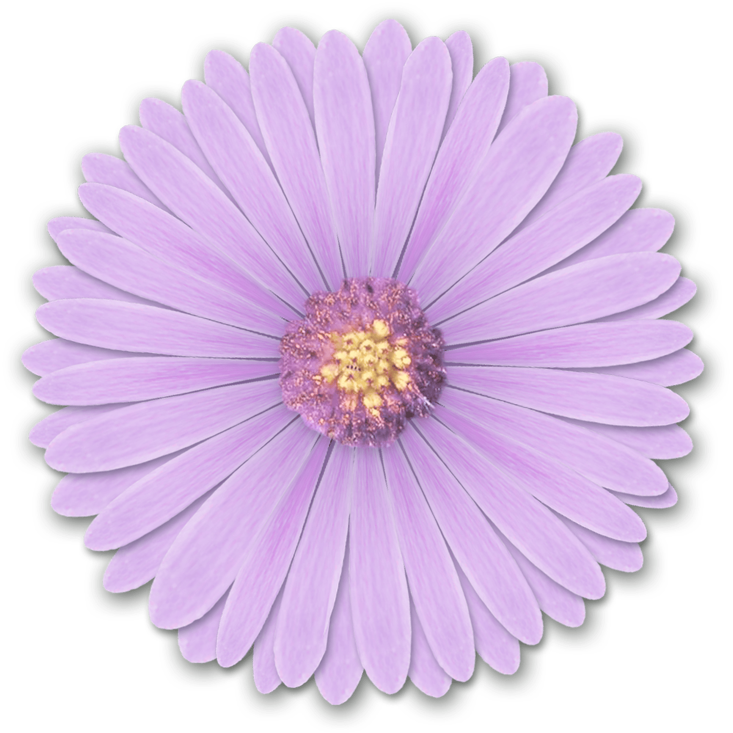 1500x1500 Light Flower Desktop Wallpaper Purple Light Purple Flowers Png By Hanabell1 D6l6mwr Png png download*1500 Transparent png Download
