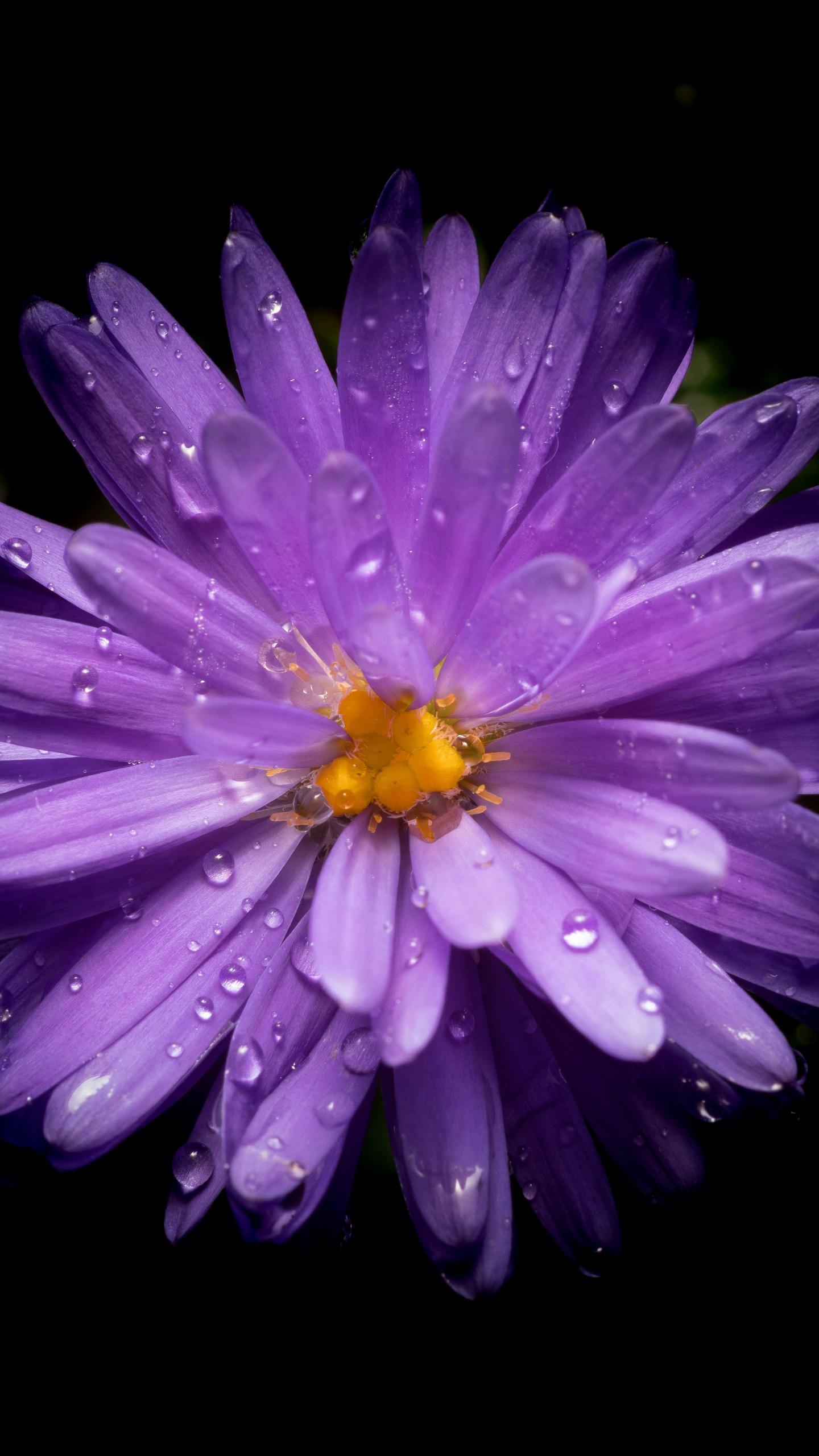 1440x2560 Aster flower Wallpaper 4K, Purple Flower, Flowers