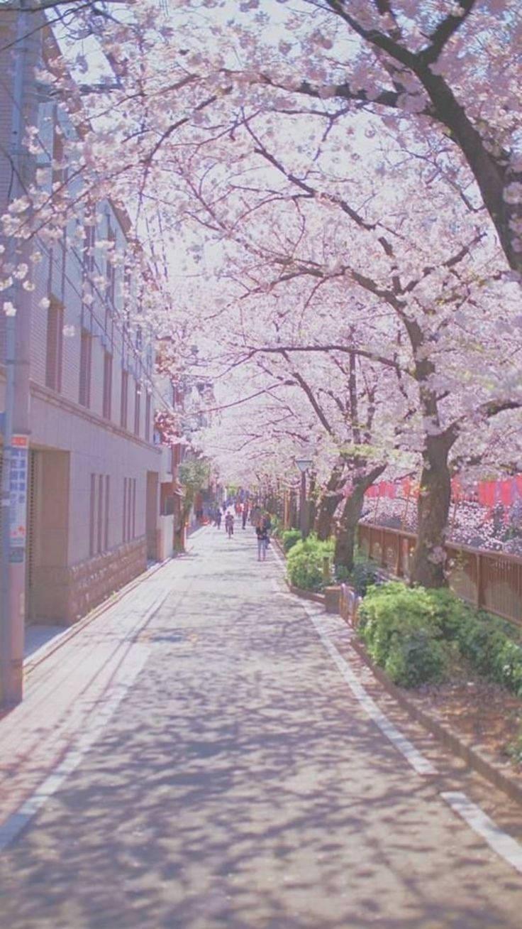 736x1308 Pretty Streets Of South Korea Wallpaper