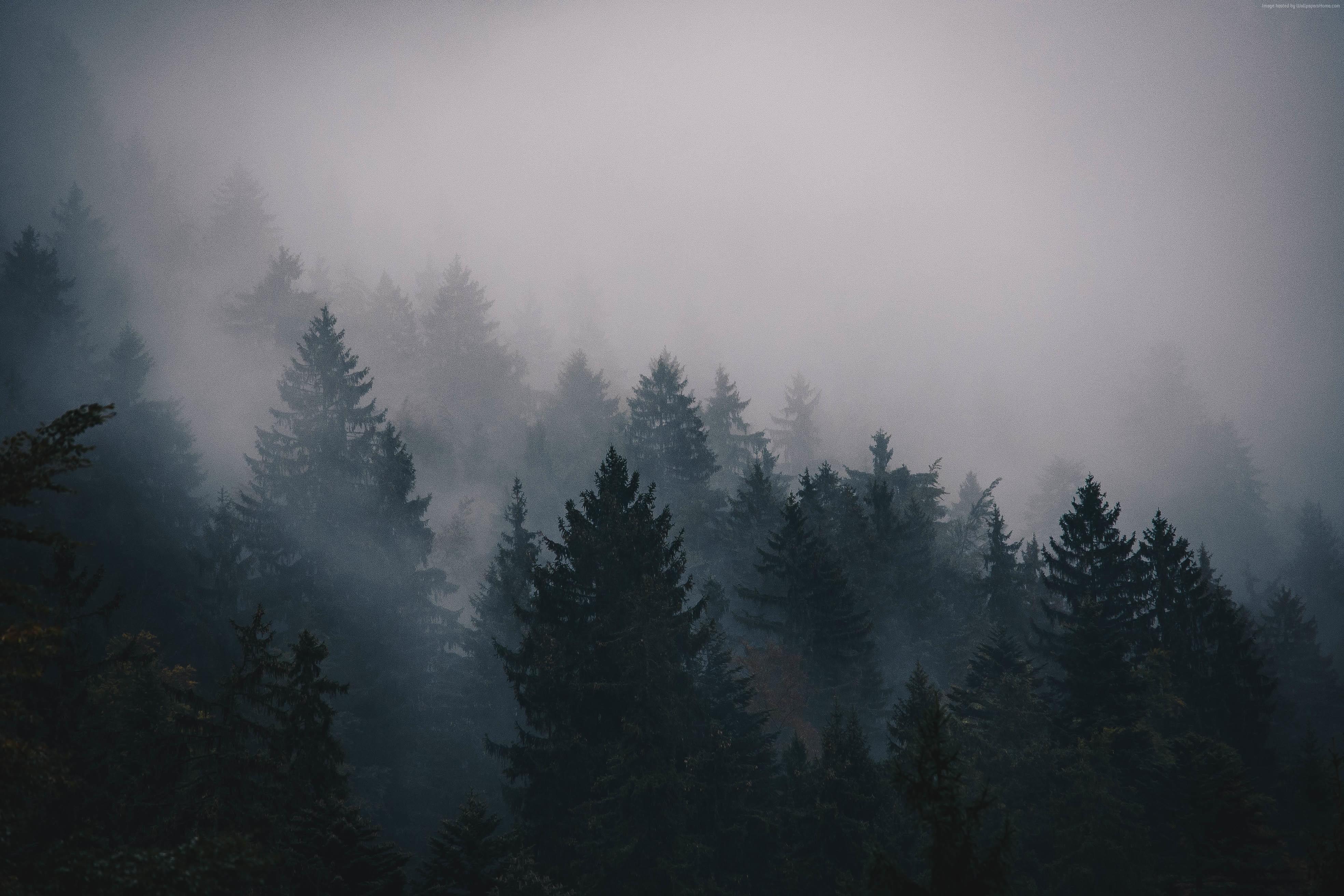 3936x2624 trees, fog, forest, 5k, 4k Gallery HD Wallpaper