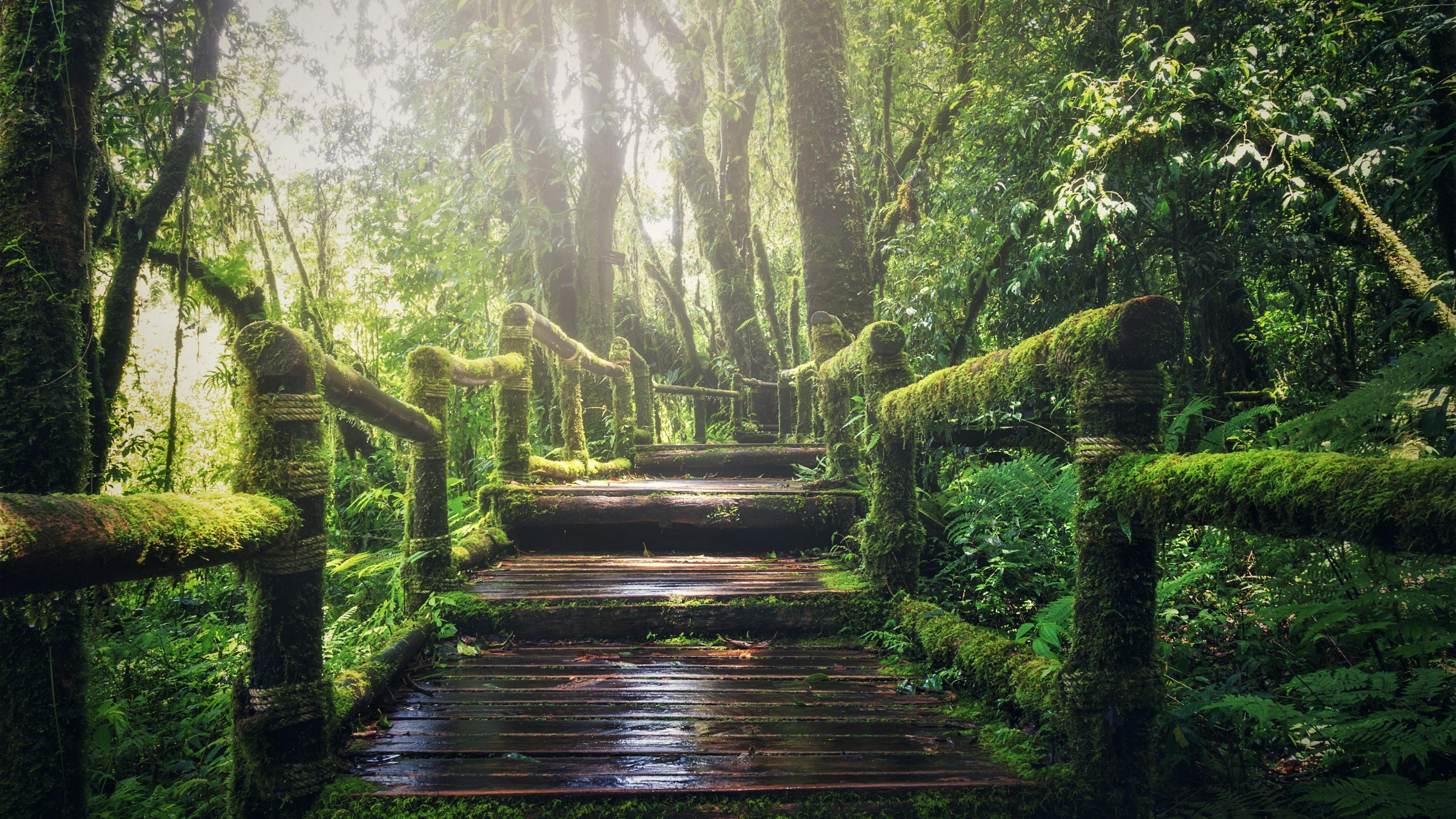 5120x2880 Wallpaper forest, green, 5K, Nature