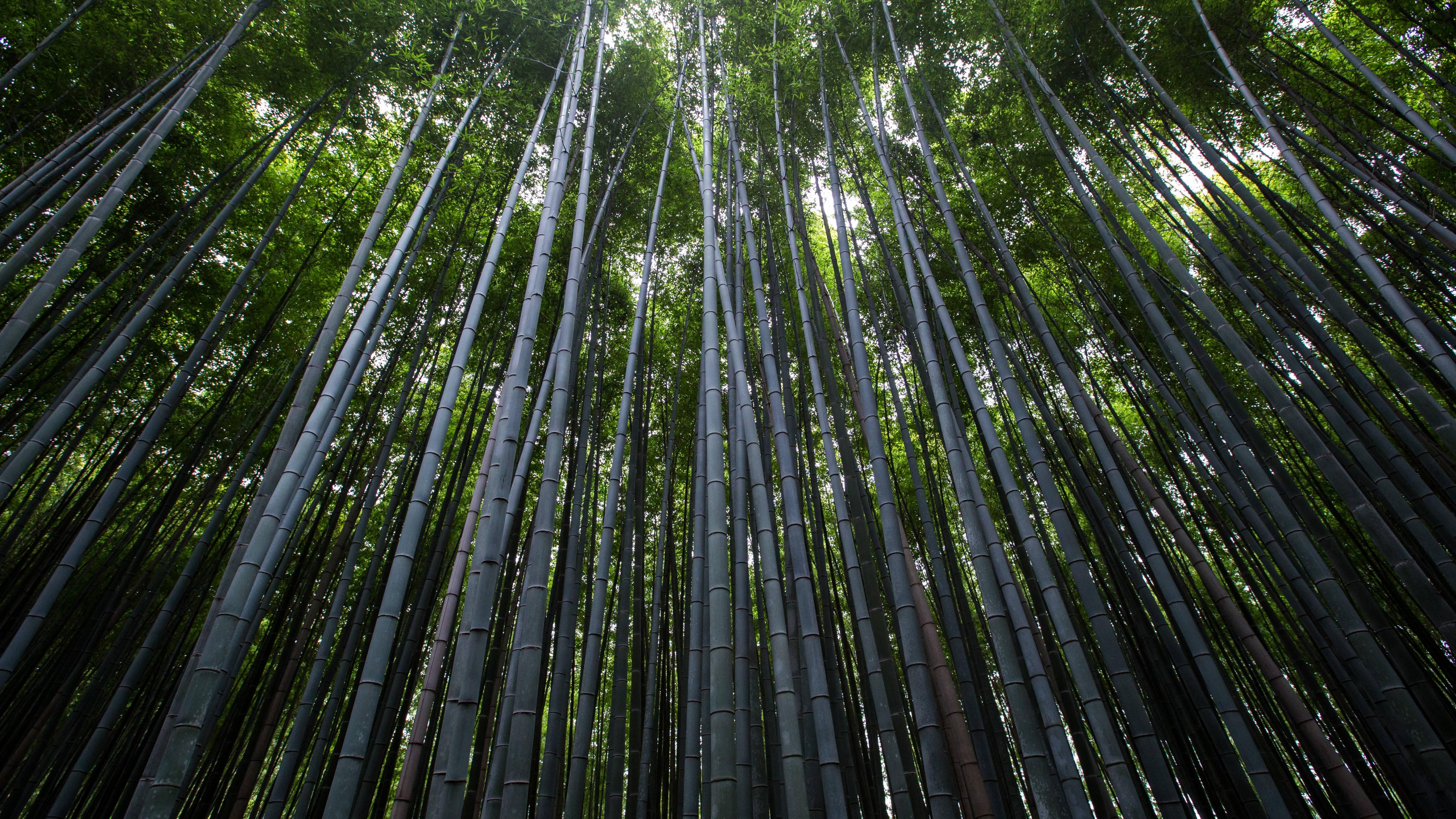 5120x2880 Download 5k HD Forest Wallpaper