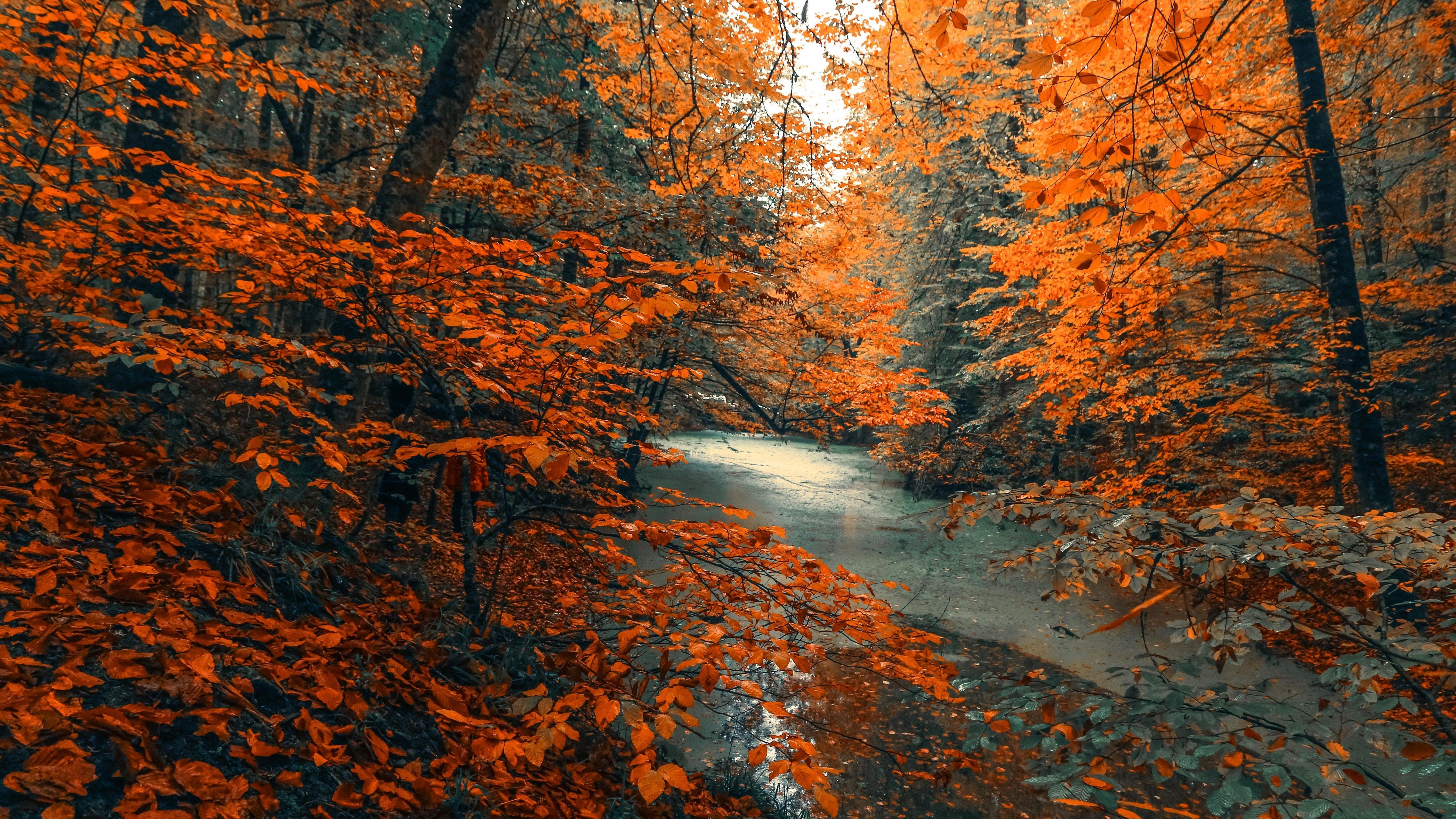 5120x2880 Download wallpaper 5120x2880 tree, forest, nature, orange branches, tree, autumn 5k wallpaper, 5120x2880 5k background, 21127
