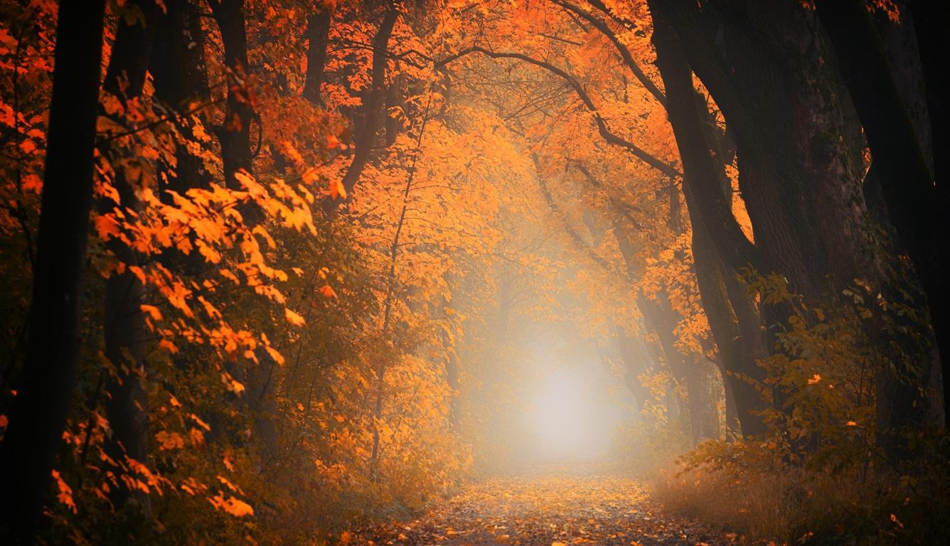 1336x768 Autumn Tree Forest 5k