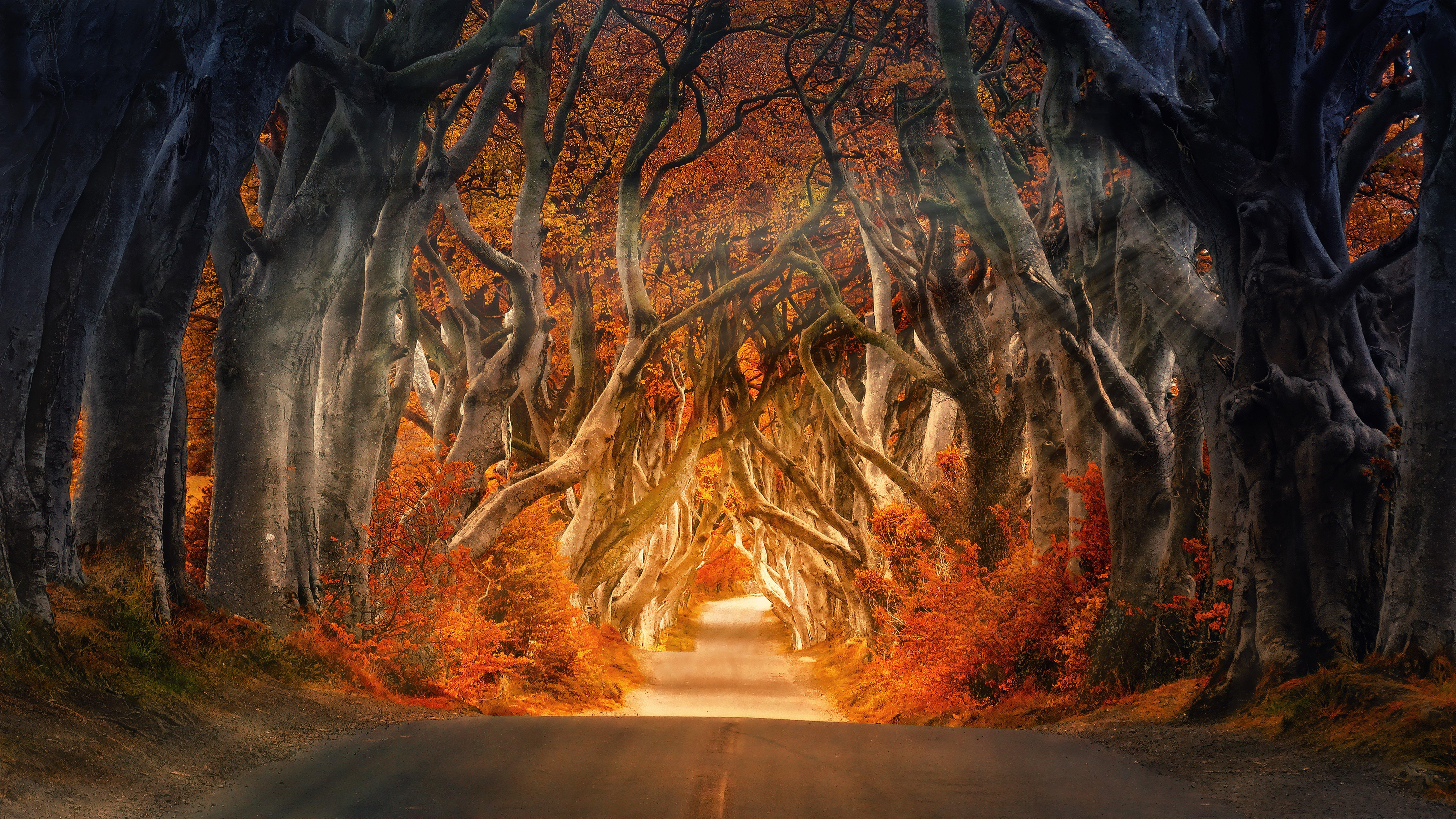 6946x3906 road, autumn, nature, hd, 4k, 5k, forest Gallery HD Wallpaper