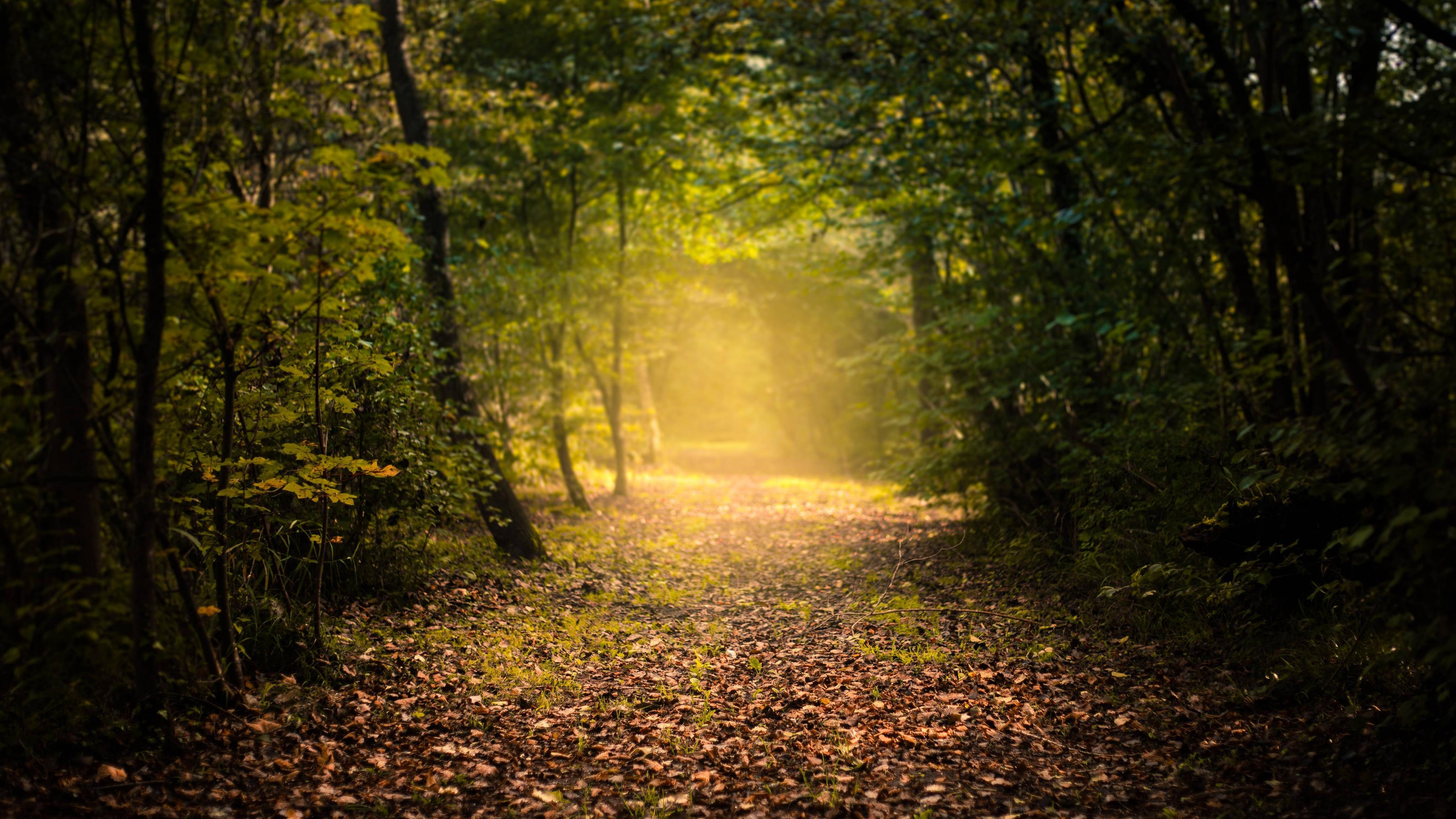 4096x2304 Autumn Forest 5K Wallpaper