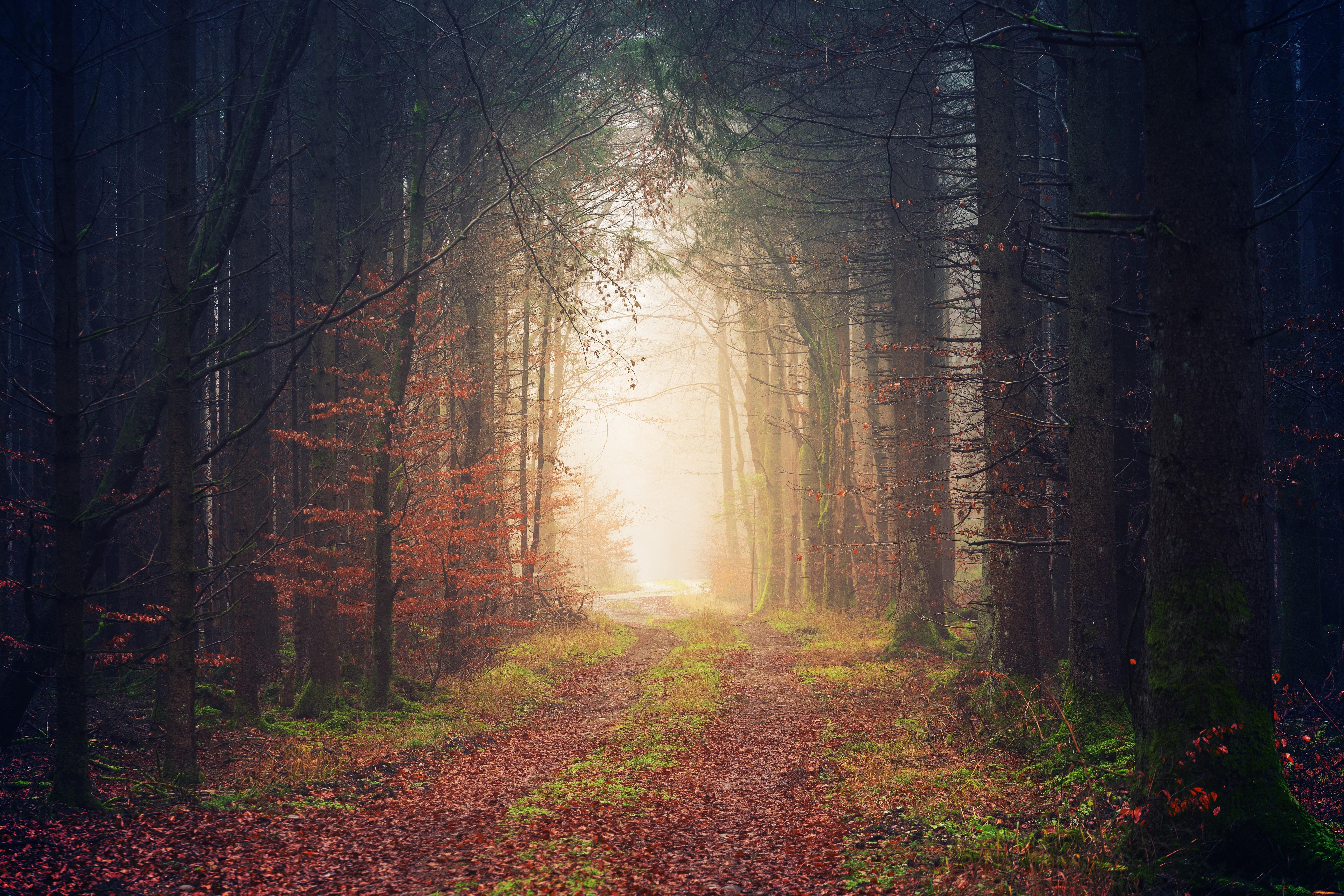 6000x4000 Atmosphere, 4K, Autumn leaves, Forest, 5K, Autumn.me!