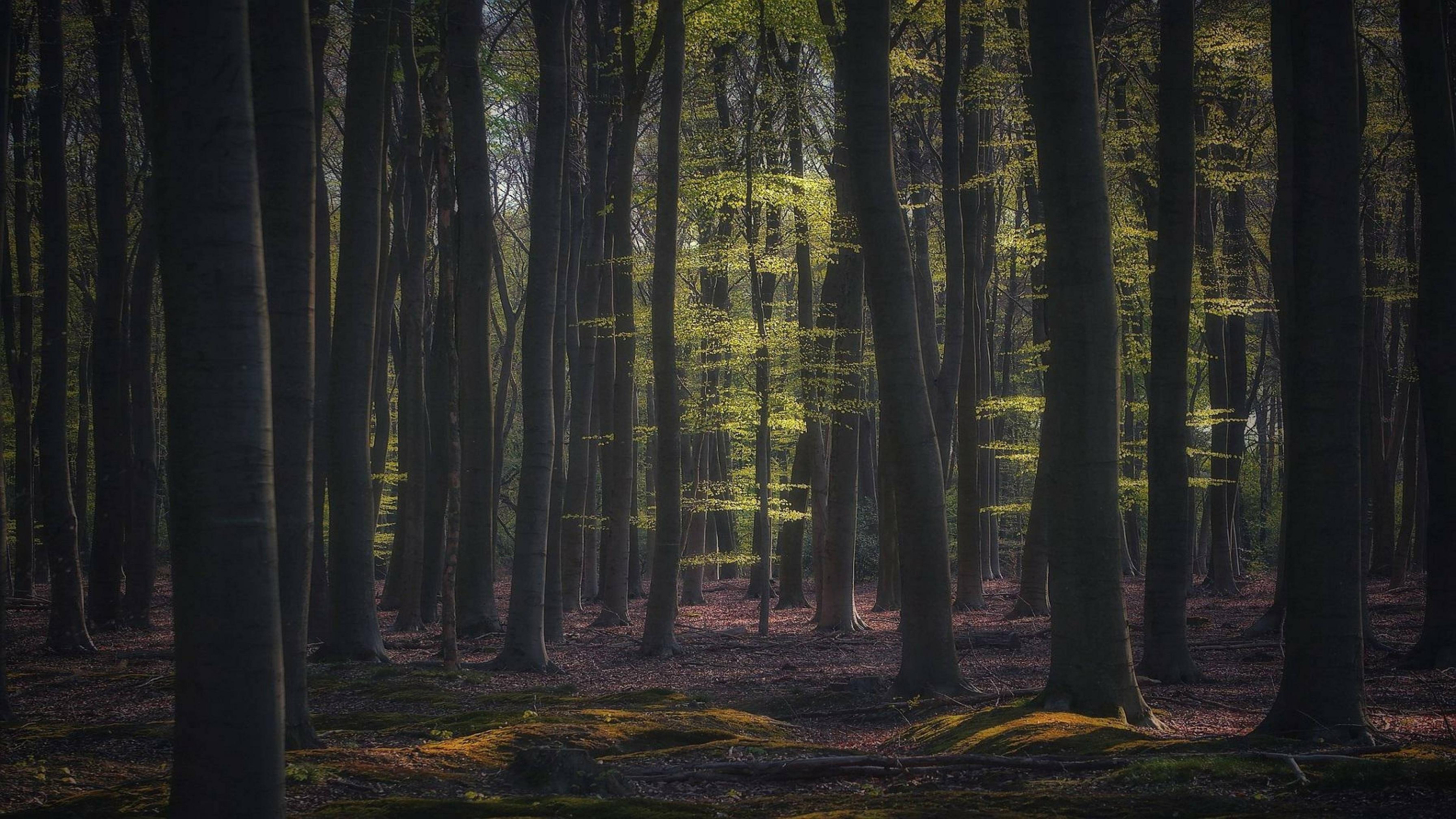 3584x2016 Deep forest HD Photography New 5K Wallpaper, HD Nature 4K Wallpaper, Image, Photo and Background