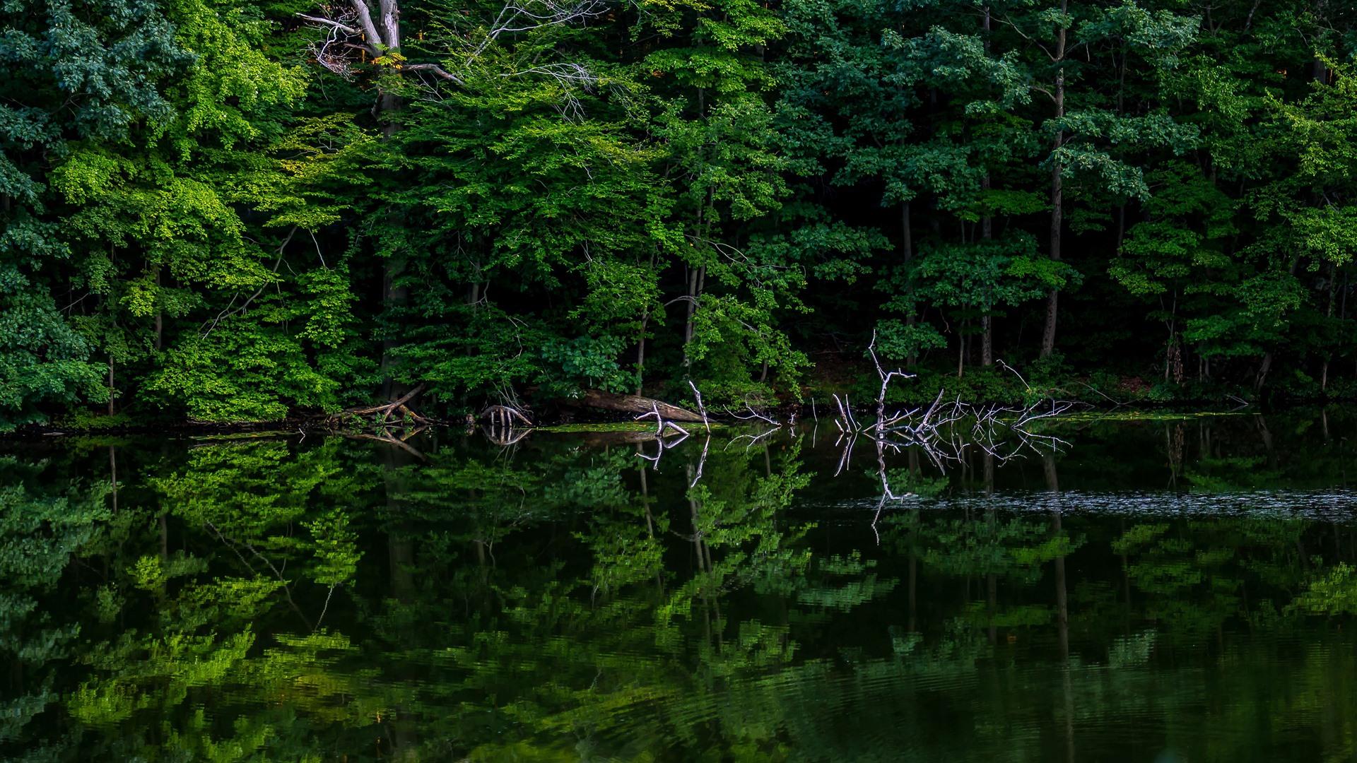 1920x1080 Tropical Pristine Dense Forest Park Lake 5K