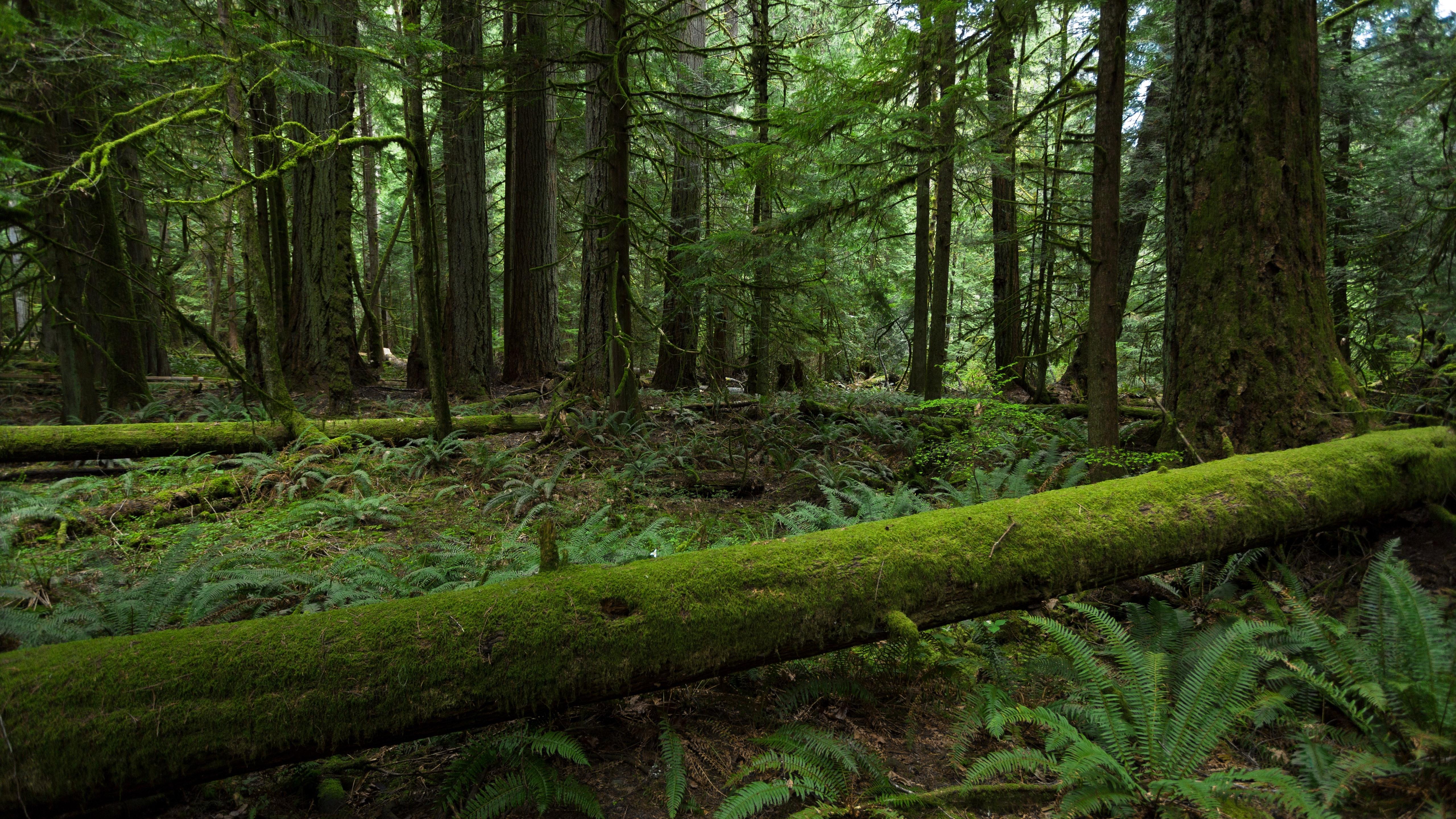 5120x2880 Wallpaper Forest, trees, moss, green 5120x2880 UHD 5K Picture, Image