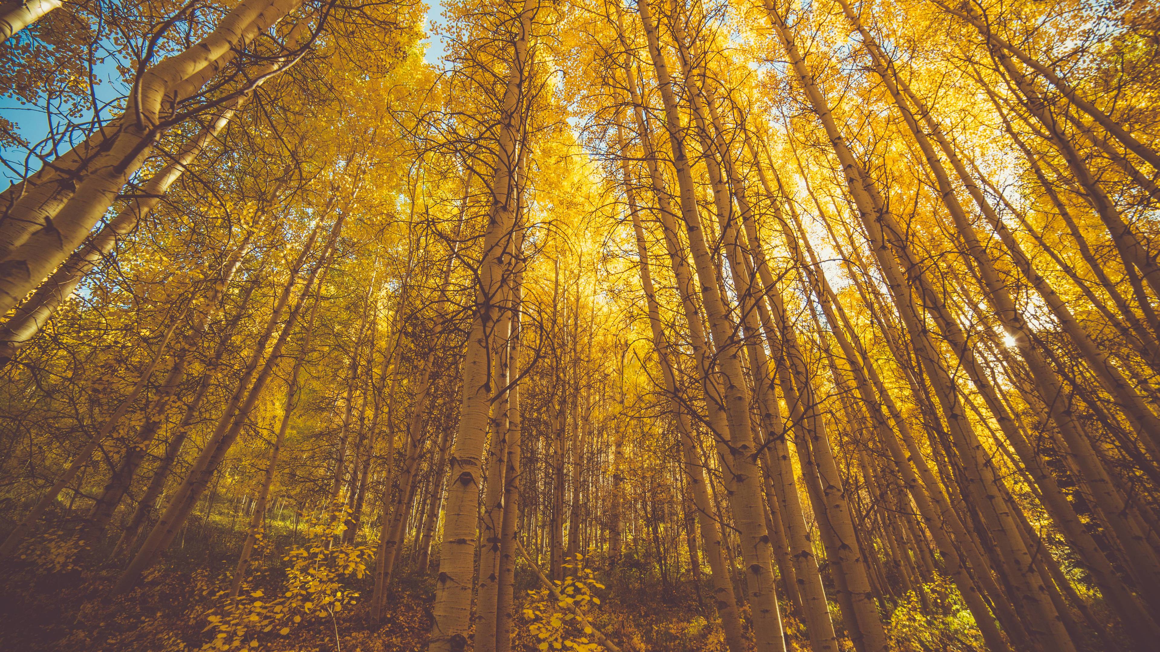 3840x2160 Wallpaper 4k Golden Fall Season Forest 5k Wallpaper
