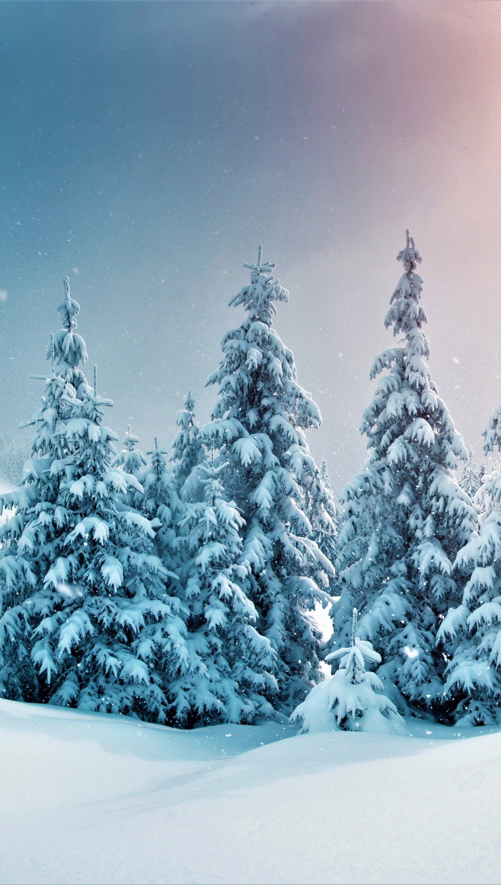 1630x2880 Pine trees in snowy forest Wallpaper 5k Ultra HD