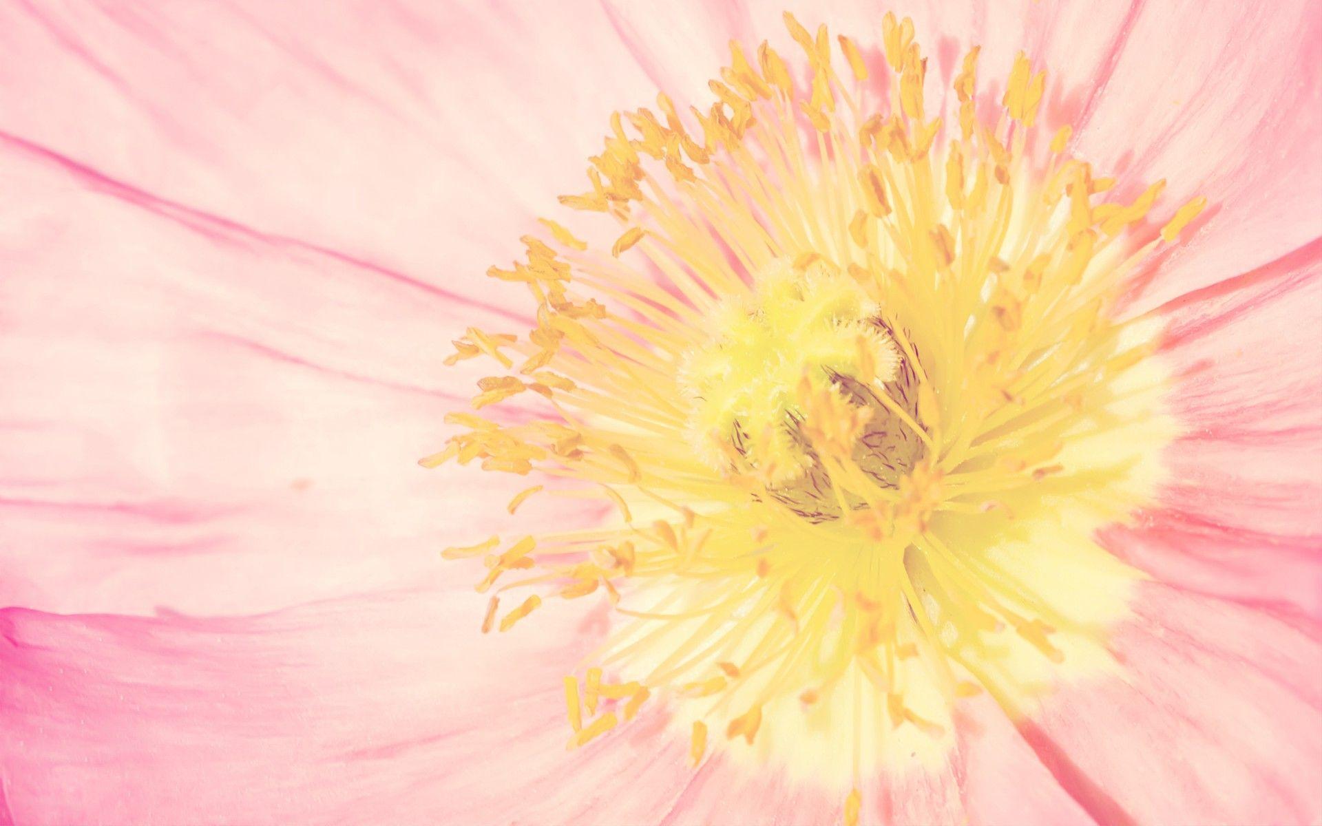 Elegant Flower Wallpapers Top Free Elegant Flower Backgrounds