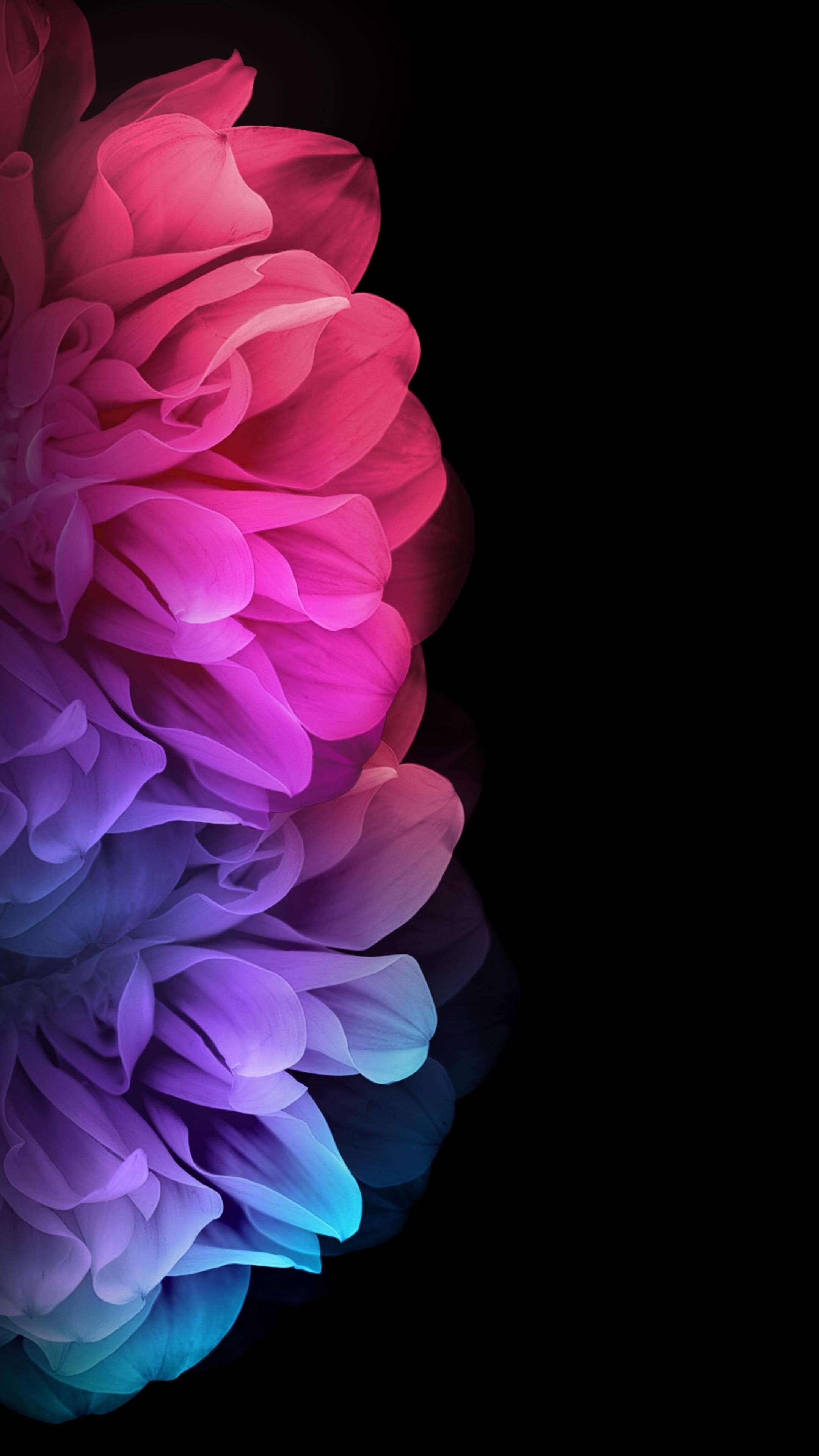 2160x3840 Pink Blue Rose 4K Phone Wallpaper