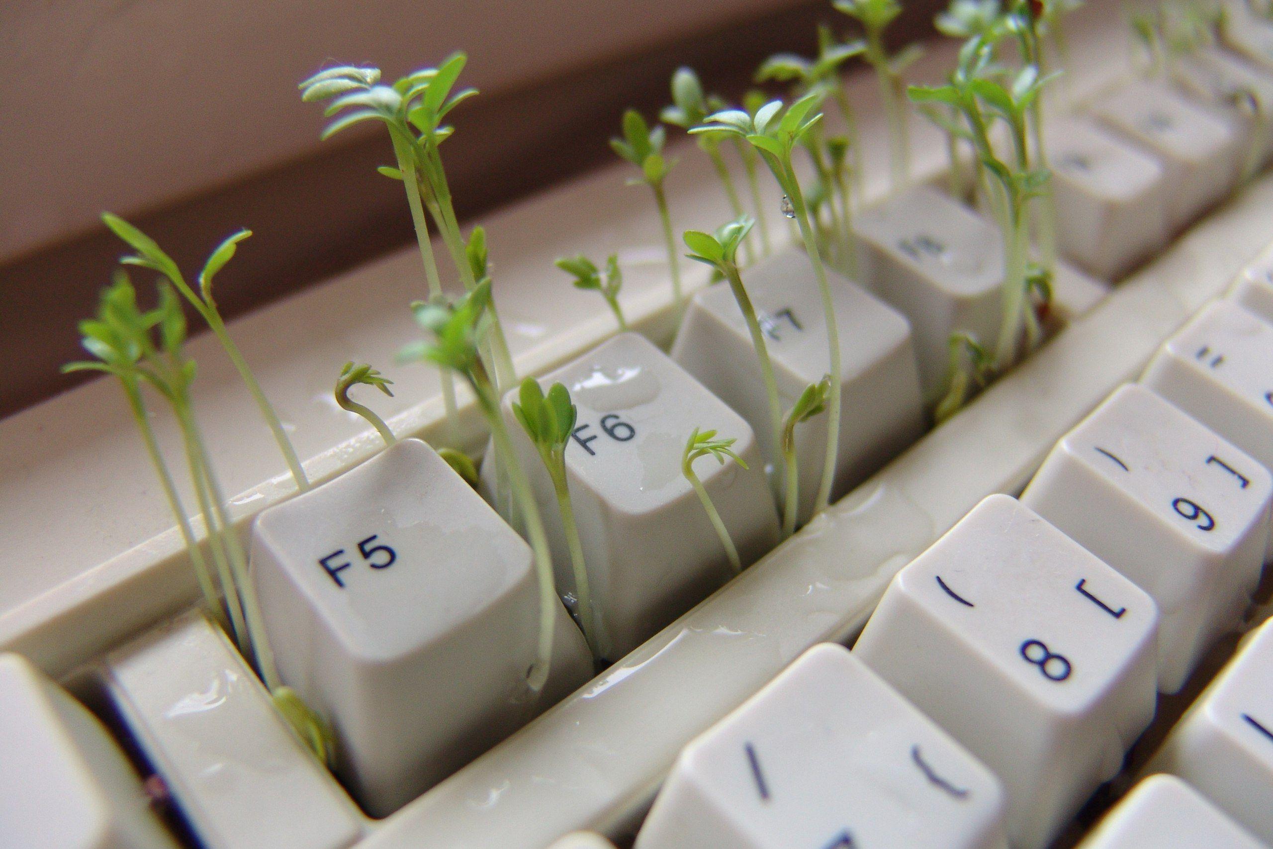 2560x1707 stuff. Purple aesthetic, Plant aesthetic